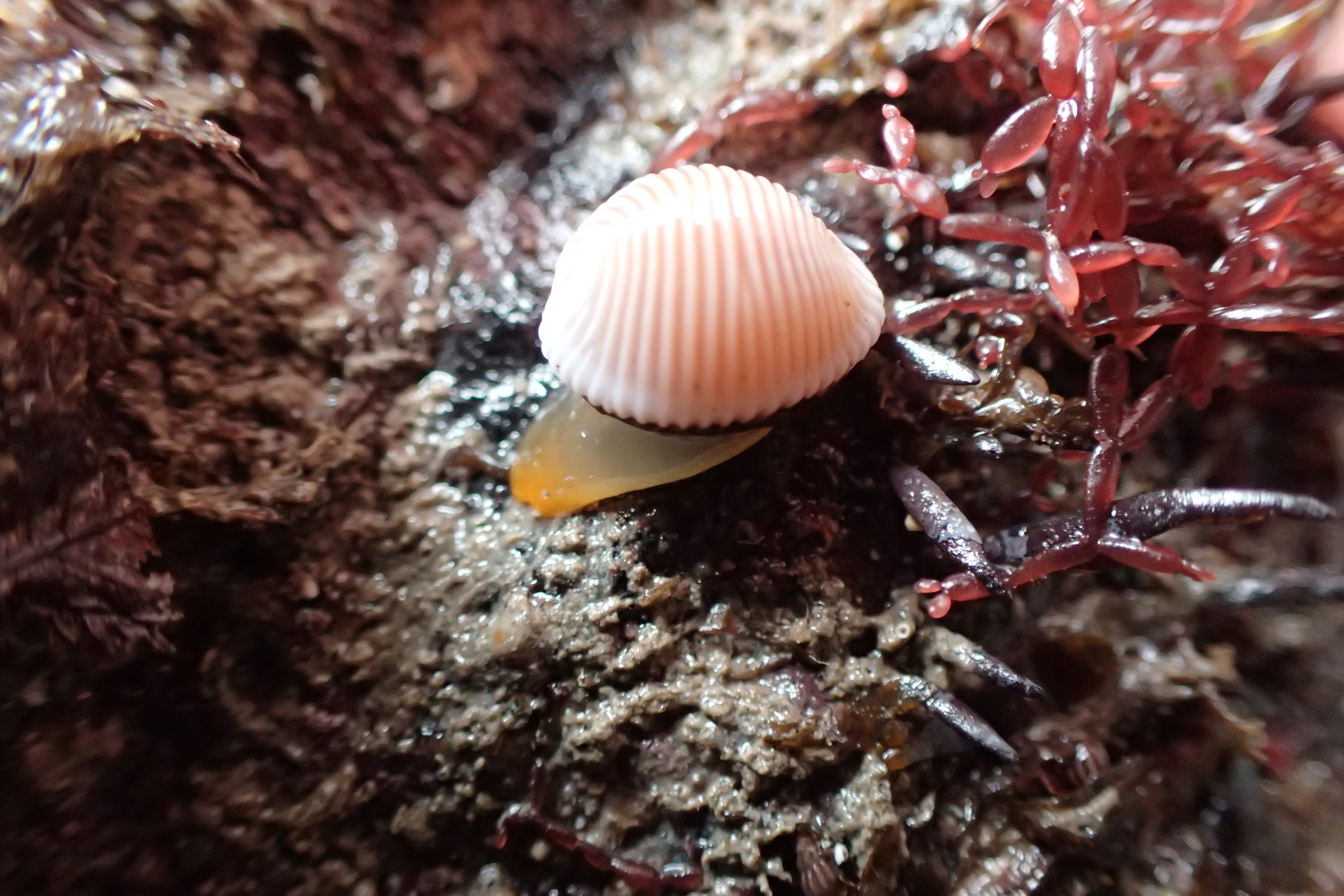 Arctic cowrie, Looe