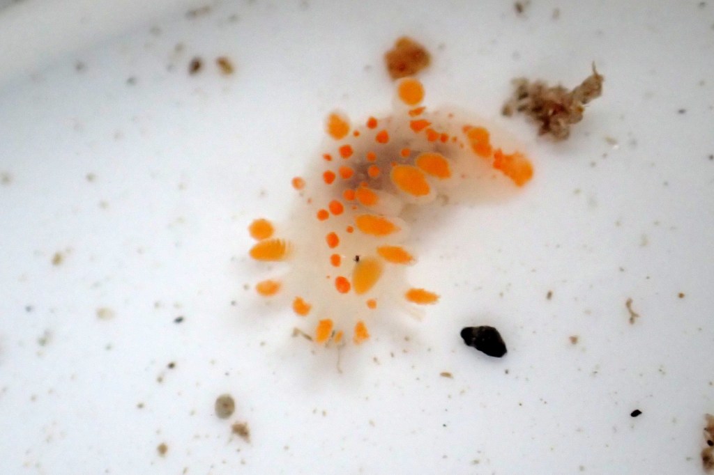 All-Weather Rock Pooling