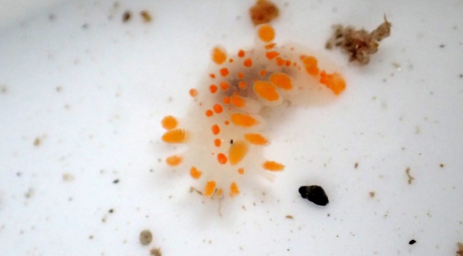 Limacia clavigera sea slug