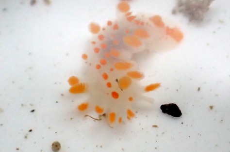 Limacia clavigeira, the orange-clubbed sea slug. In the water its vivid rhinophores and markings are stunning.