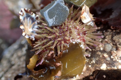A green shore urchin half-hidden by the shells, seaweeds and pebbles among its spines, Looe