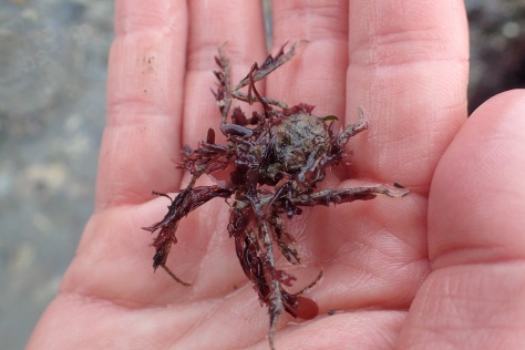 A small species of 'decorator' spider crab