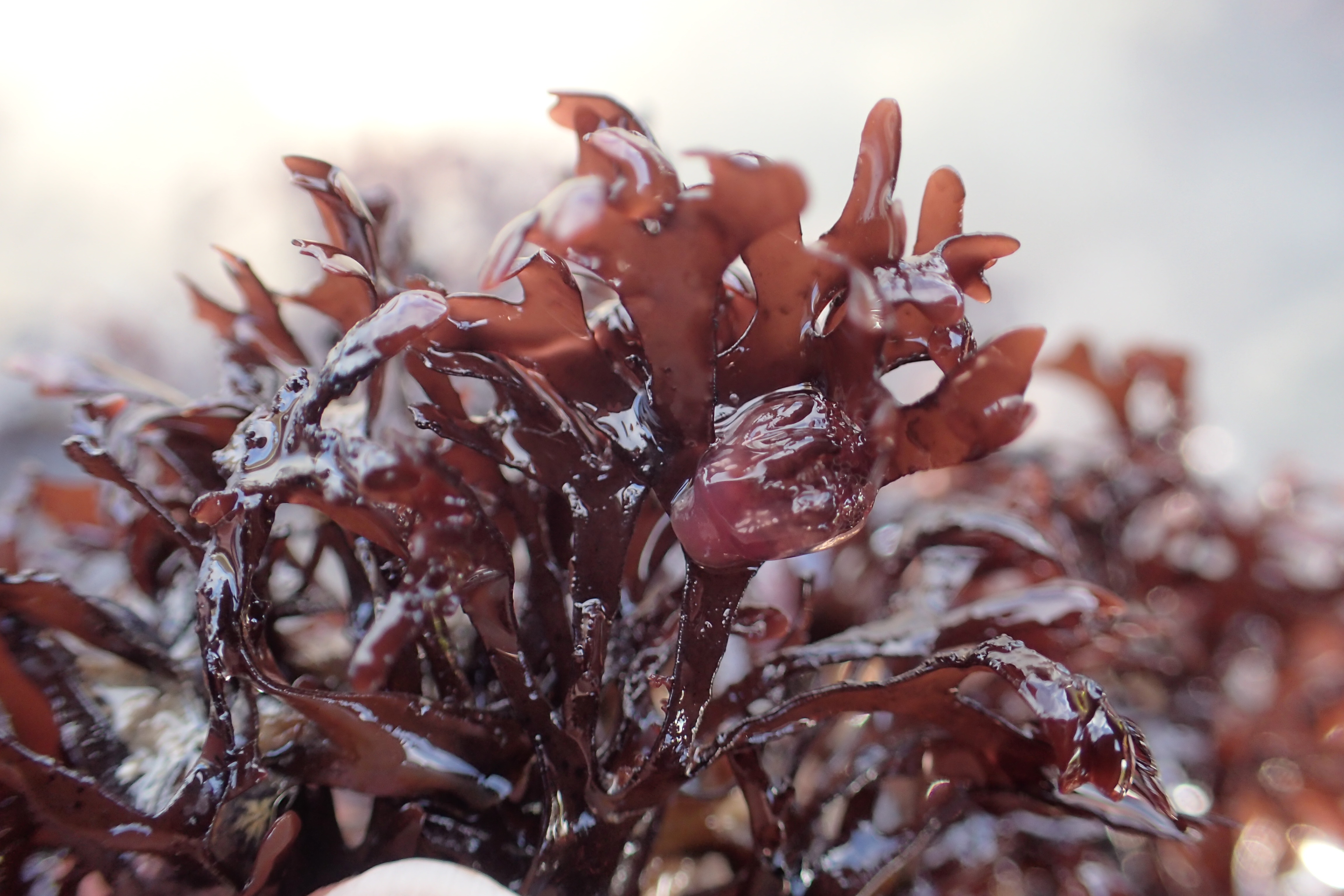 Out of the water, stalked jellyfish just look like blobs. Calvadosia cruxmelitensis, Looe