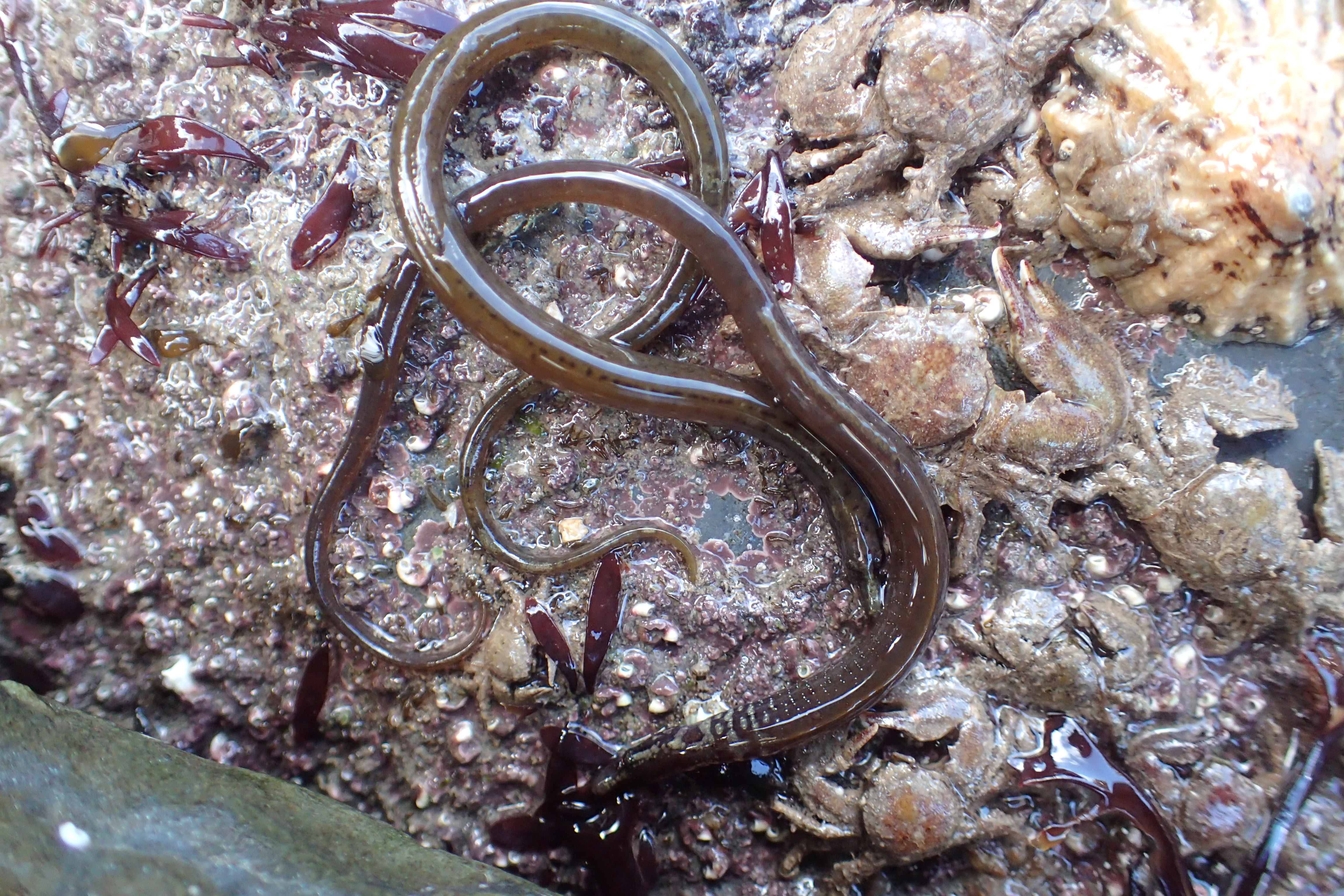 Entwined worm pipefish couple, Looe.