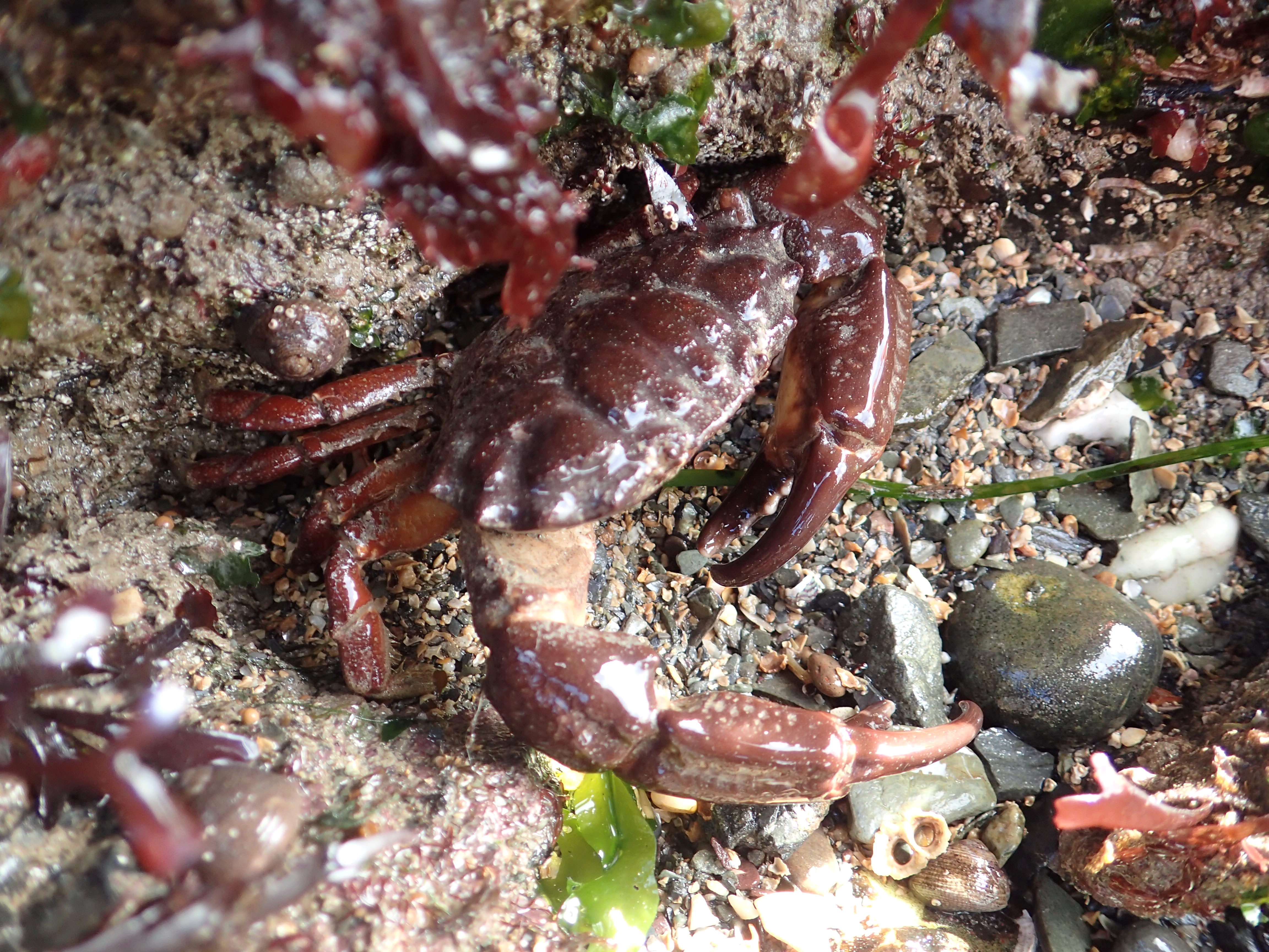 A handsome Xantho incisus crab, Looe