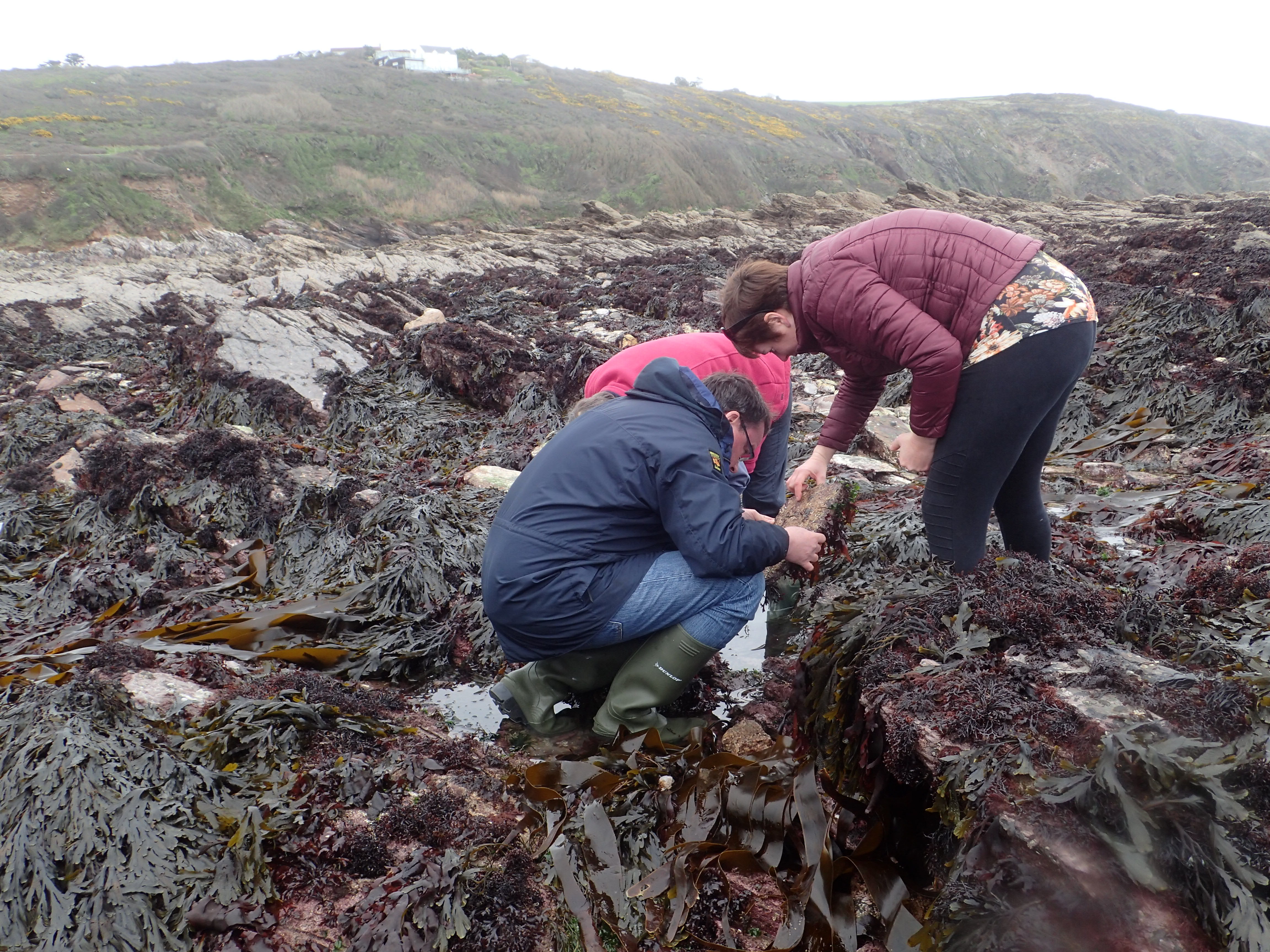 A prickle of Porcupines at work