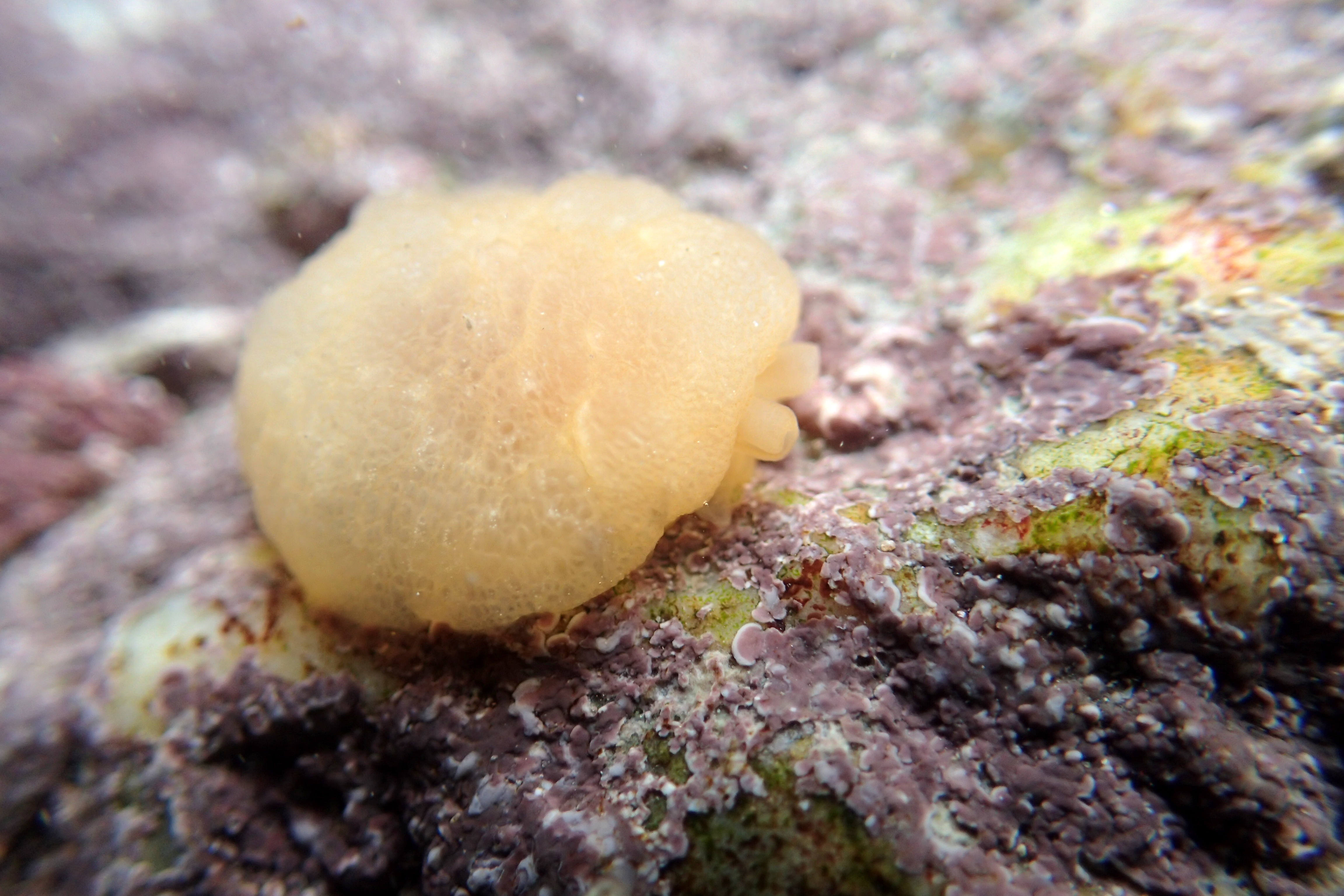 Berthella plumula sea slug at Wembury, Devon