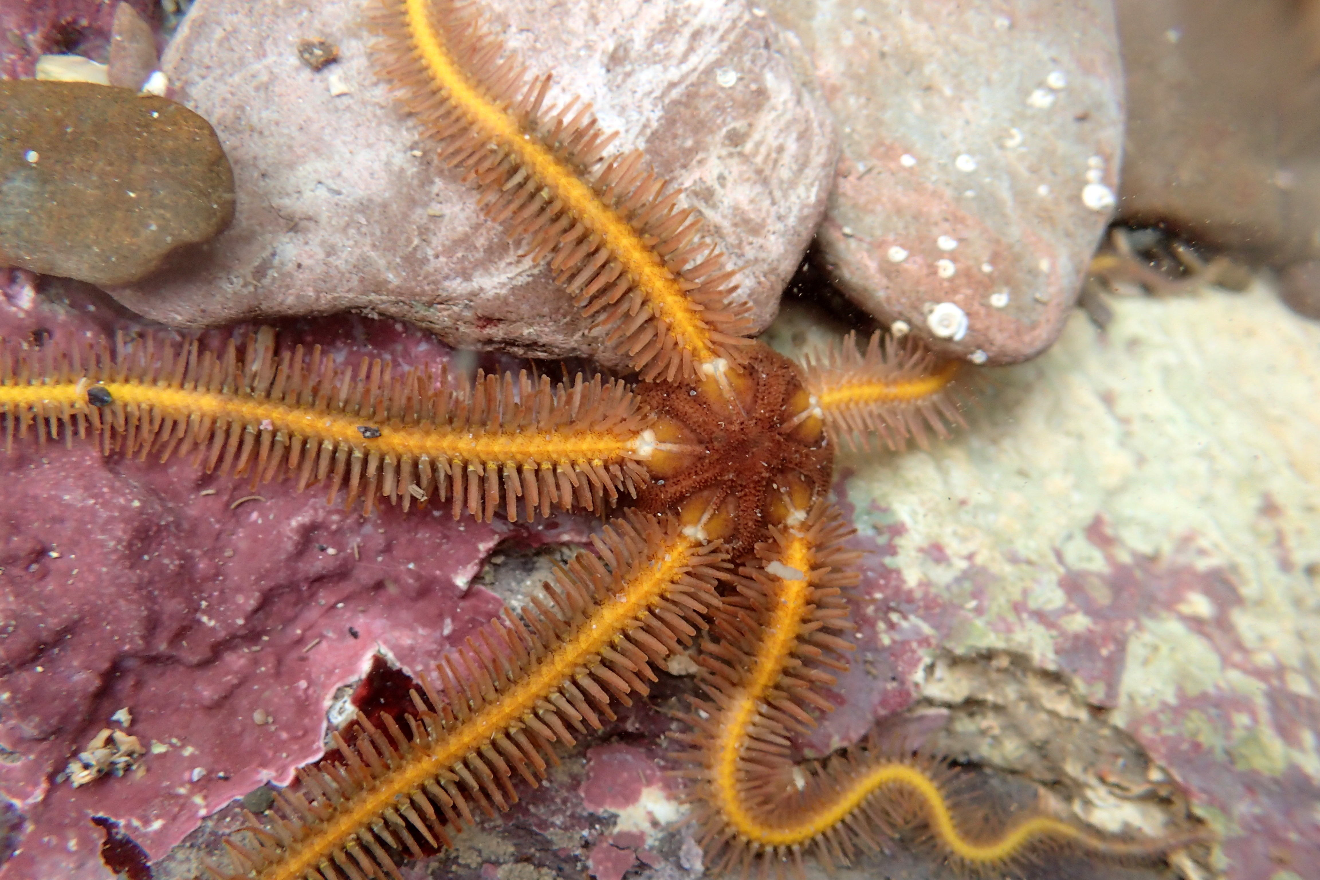 A lovely yellow Ophiothrix fragilis brittle star at Wembury, Devon
