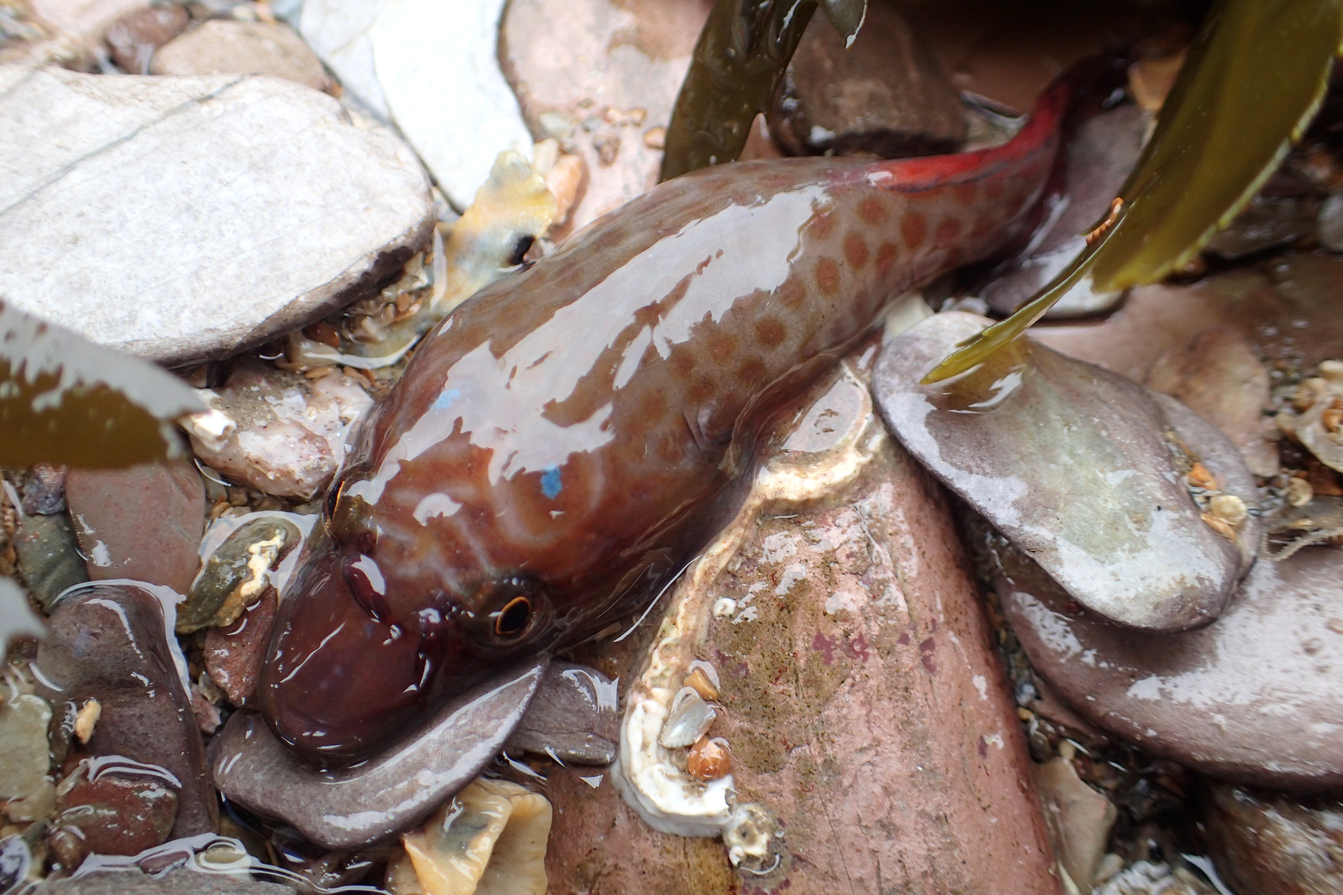 A Cornish clingfish over the border in Wembury, Devon