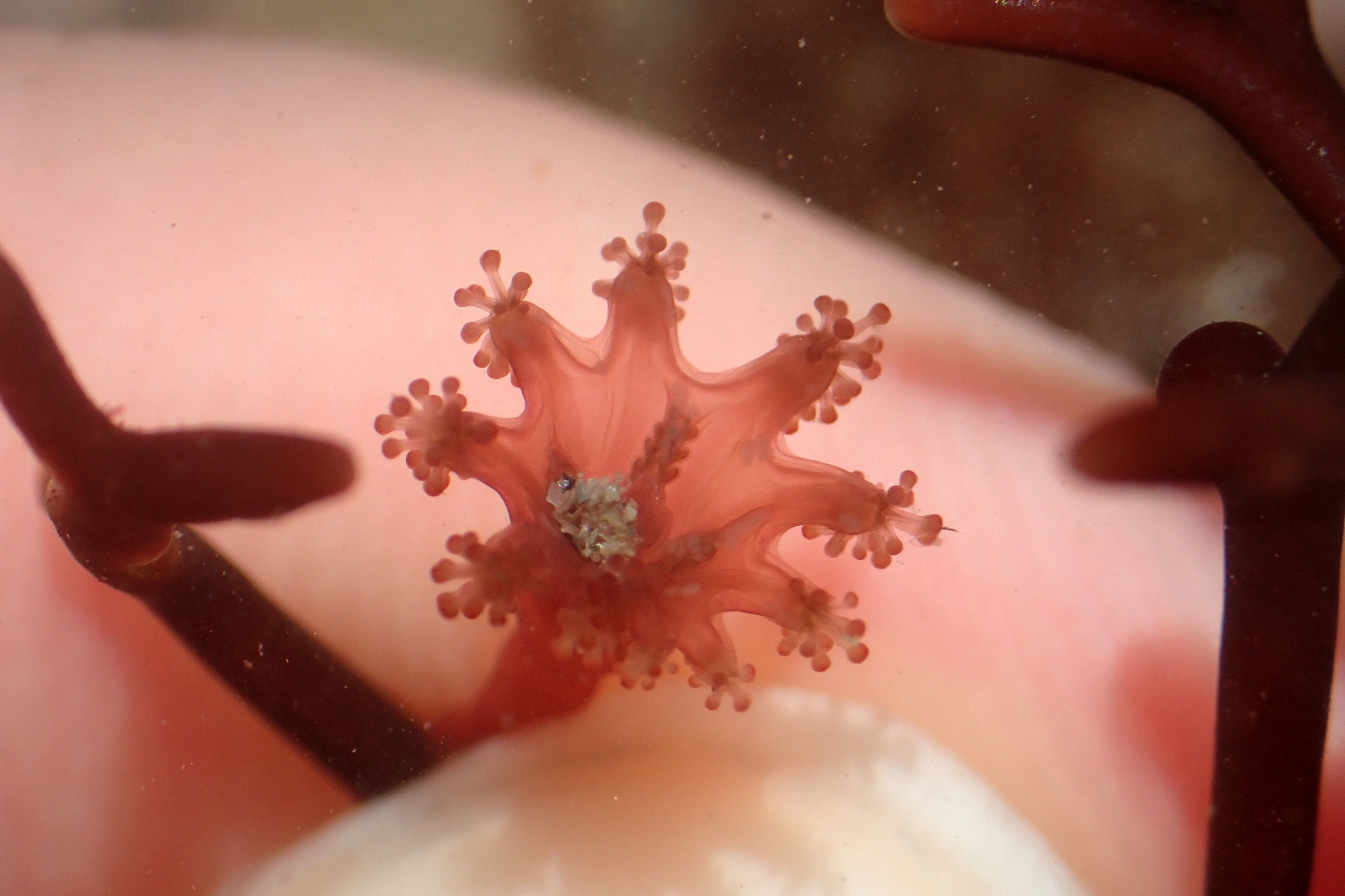 A Craterolophus convoluvulus stalked jellydish at Wembury, Devon