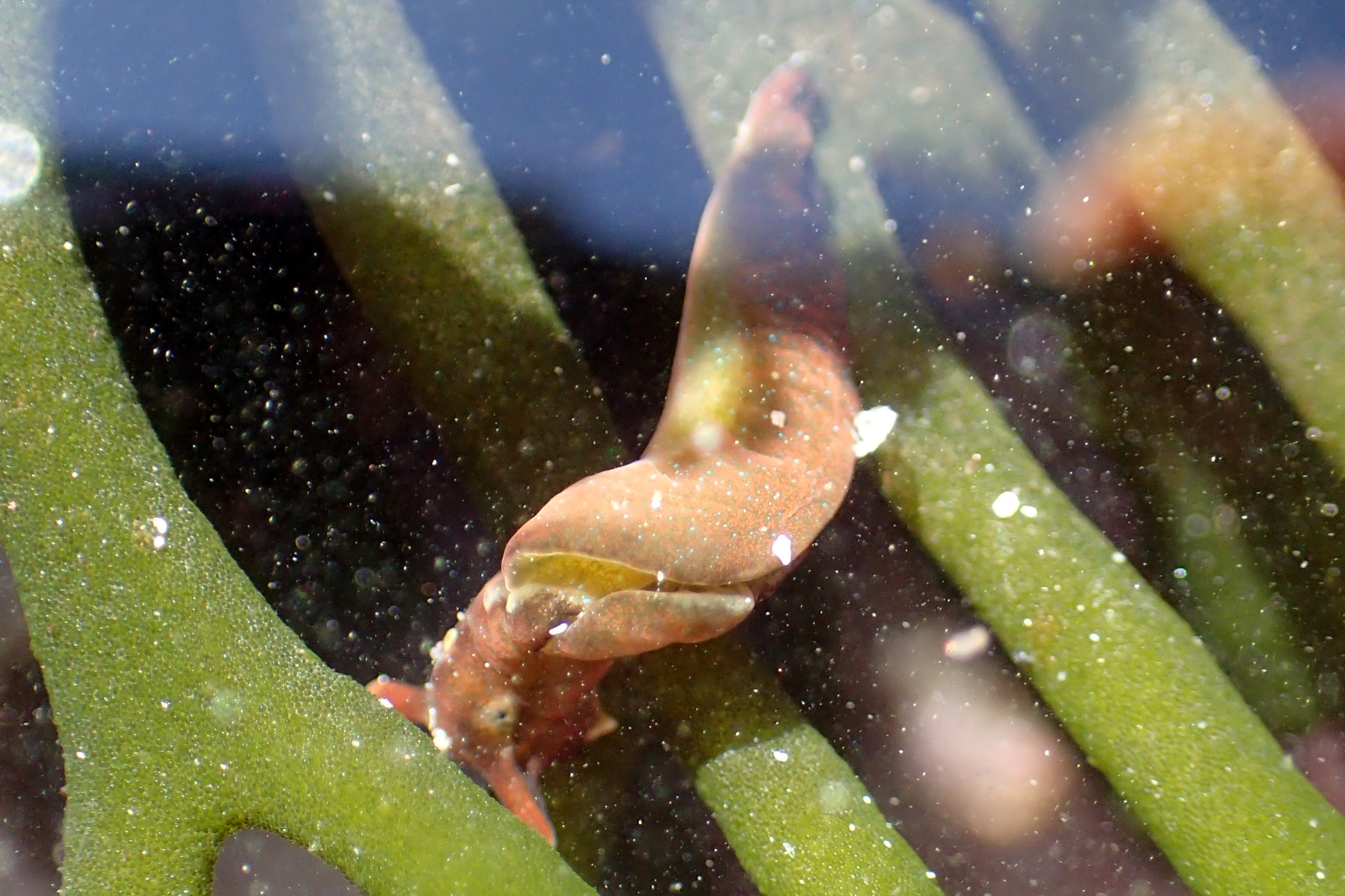 An Elysia vididis sea slug showing off its bright green spots and eating Codium seaweed just like it's supposed to!