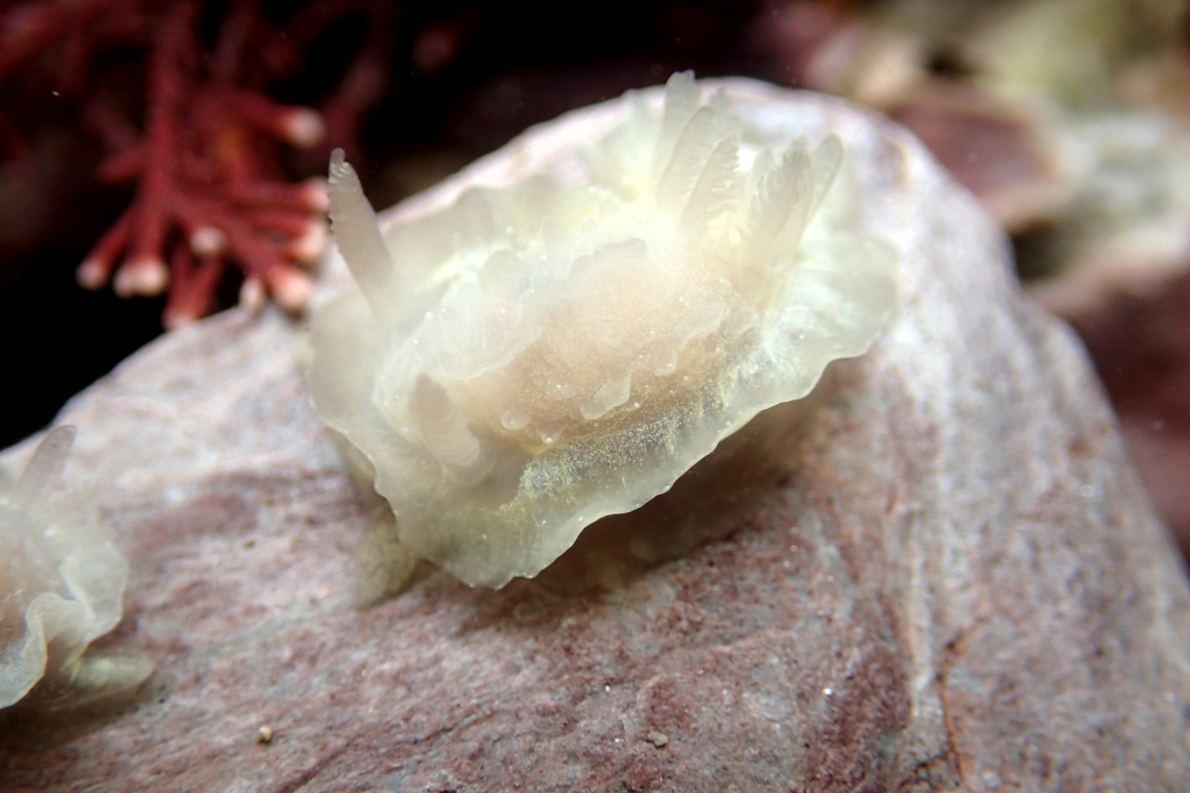 A frilly sea slug - Goniodoris nodosa - at Wembury, Devon