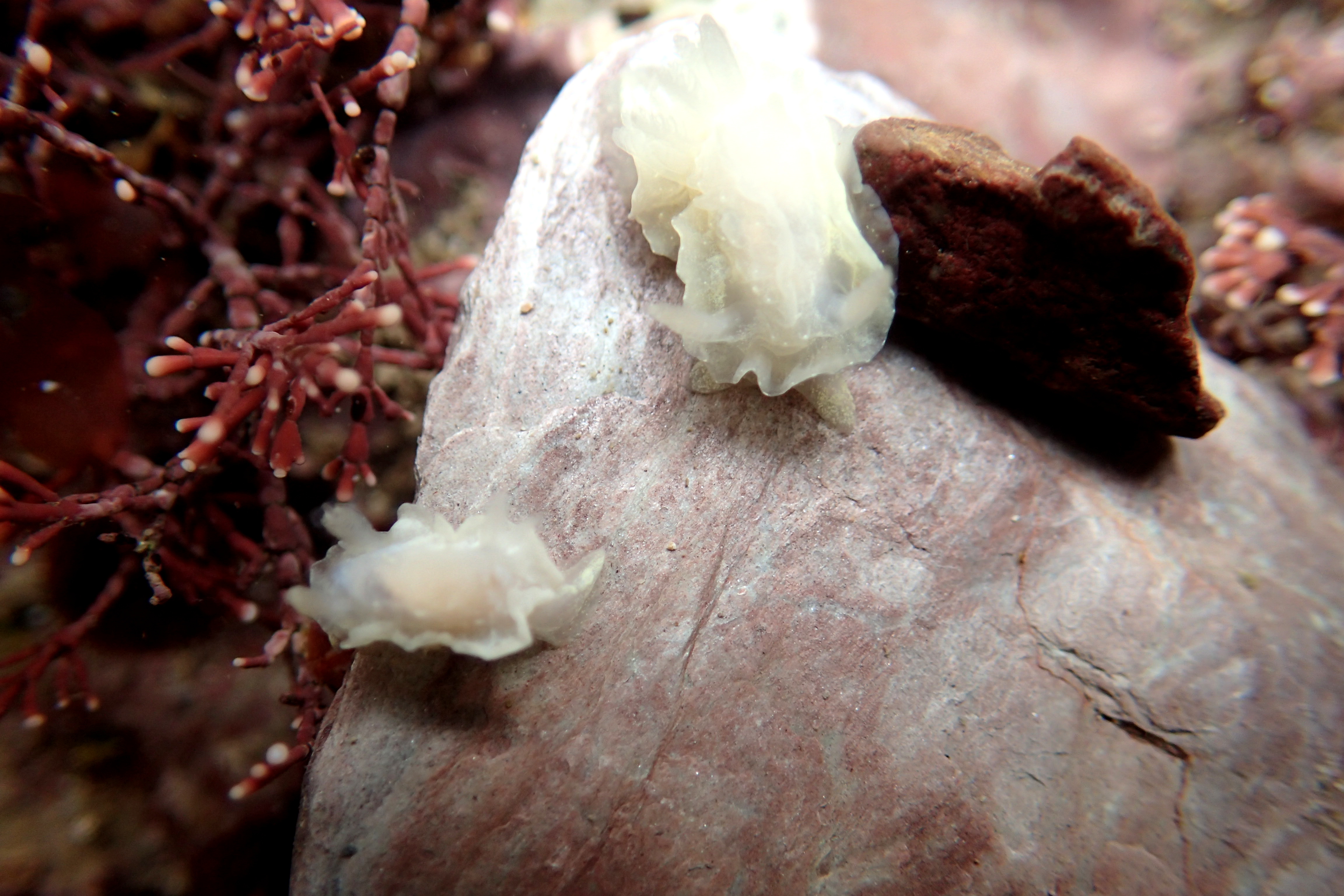 Goniodoris nodosa sea slugs at Wembury, Devon