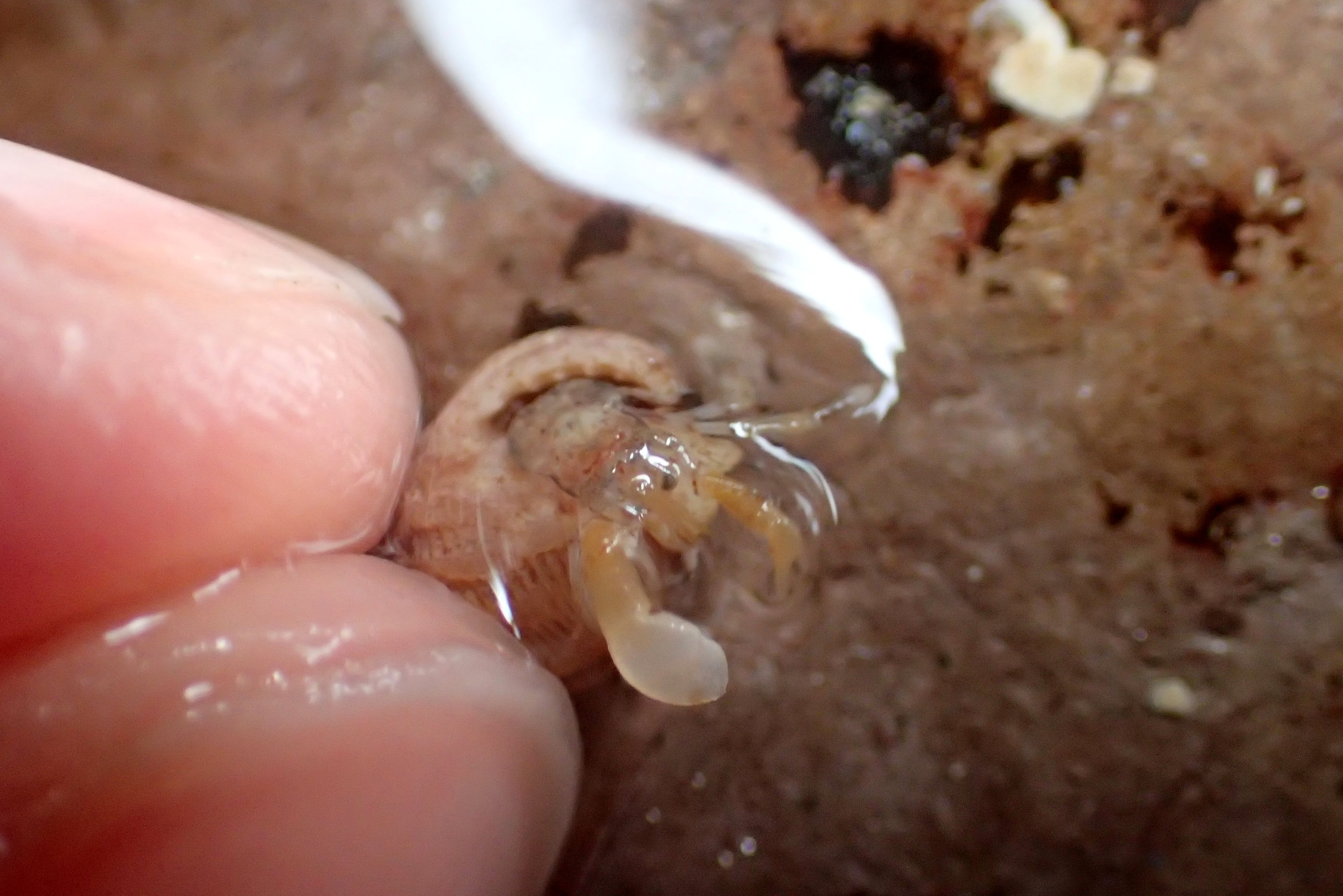 Hermit crab (Anapgurus hyndmanni) showing it's huge white claw.