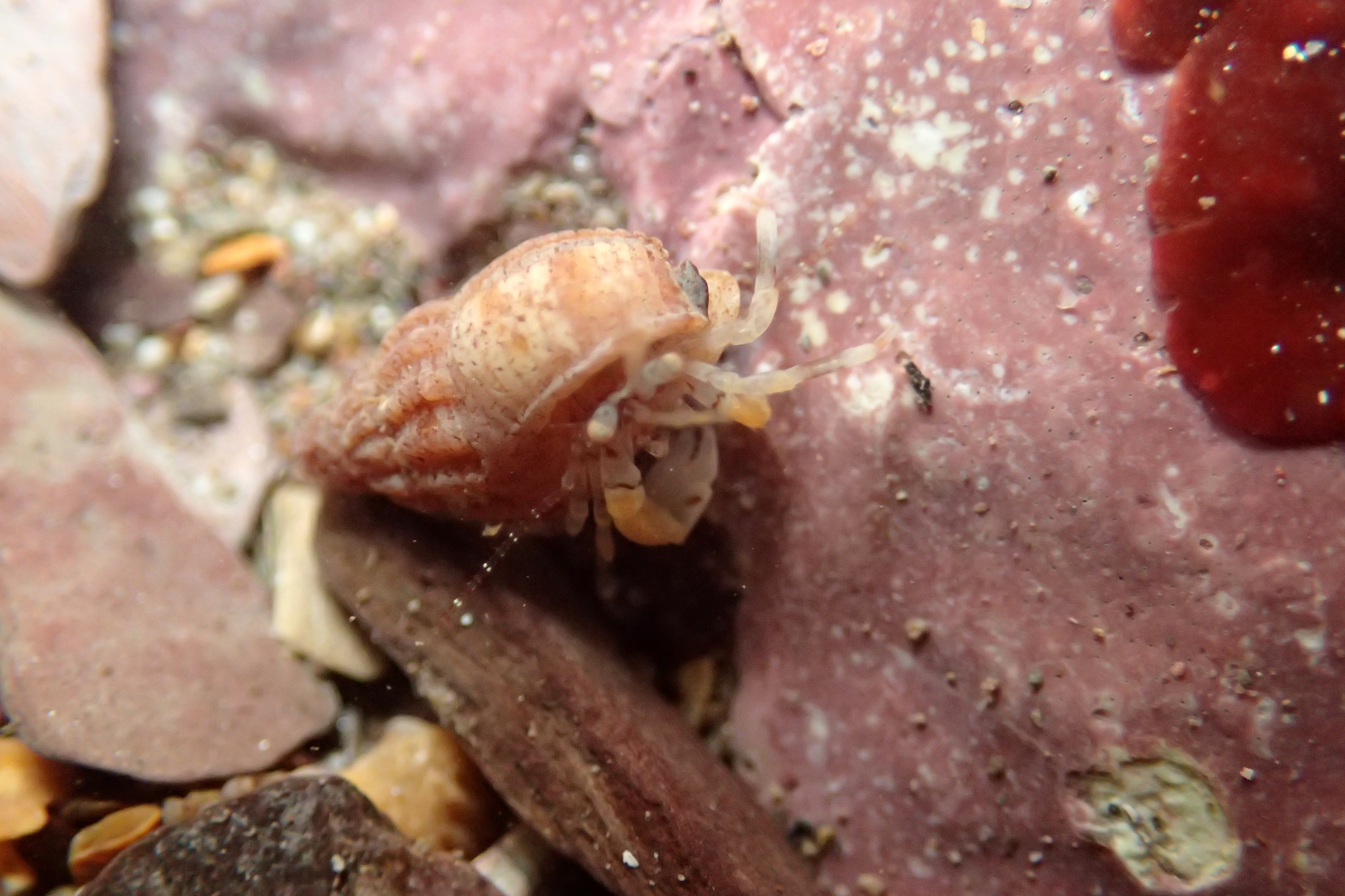Anapagurus hyndmanni hermit crab at Wembury, Devon