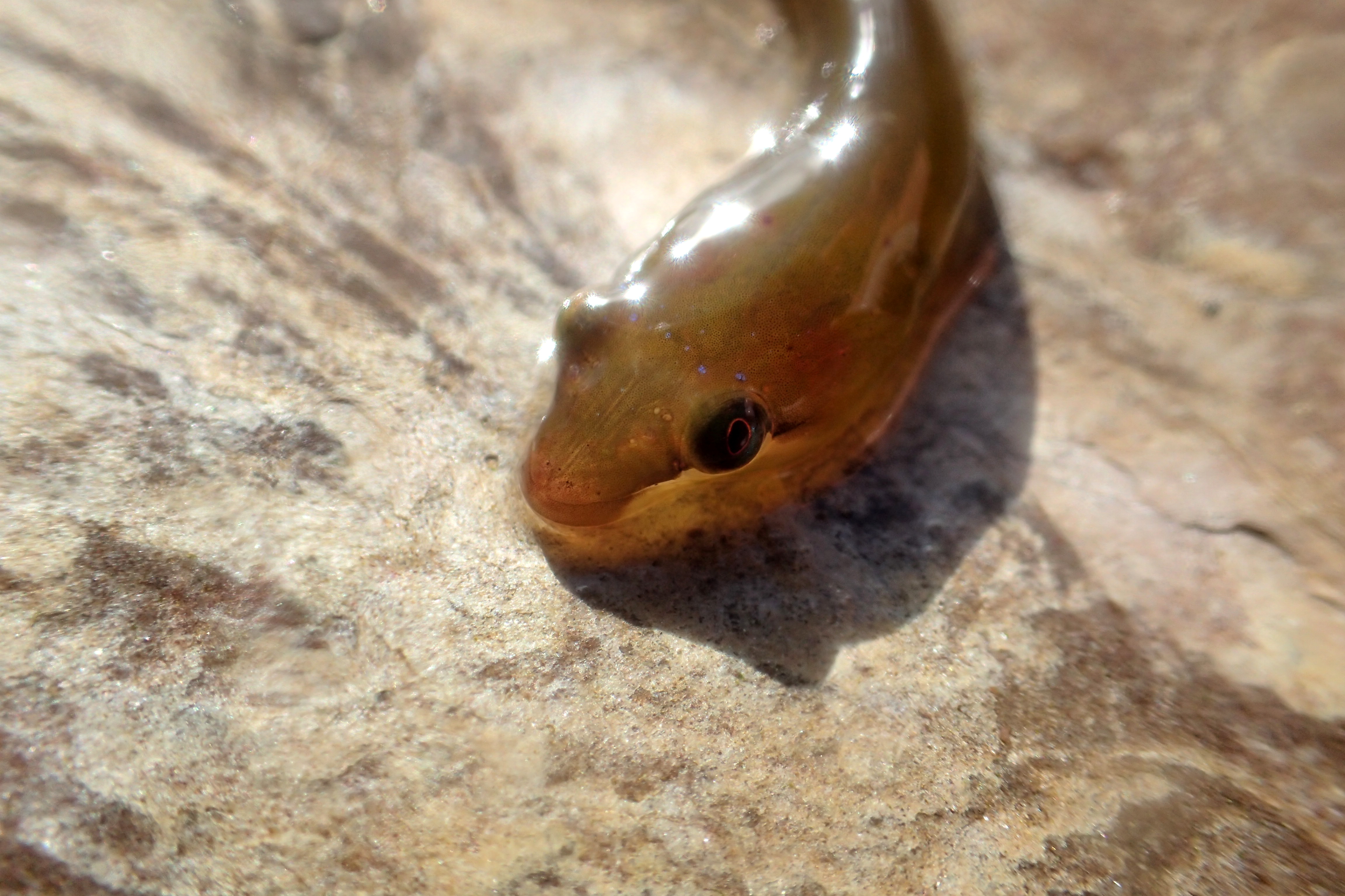 A small clingfish species (small headed or two-spot) at Wembury, Devon