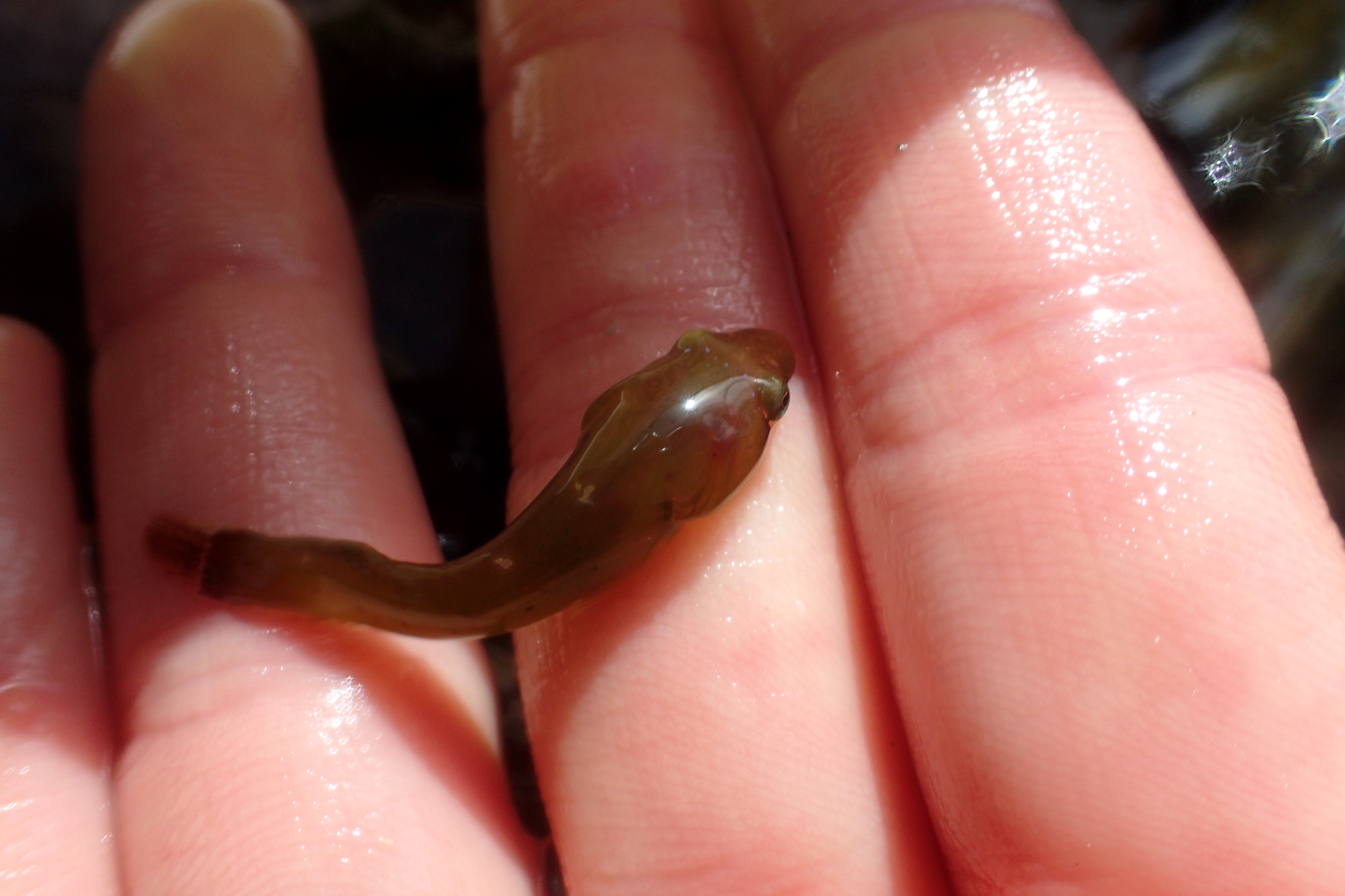The books say to check the species by checking the teeth - not easy with a tiny clingfish like this one!