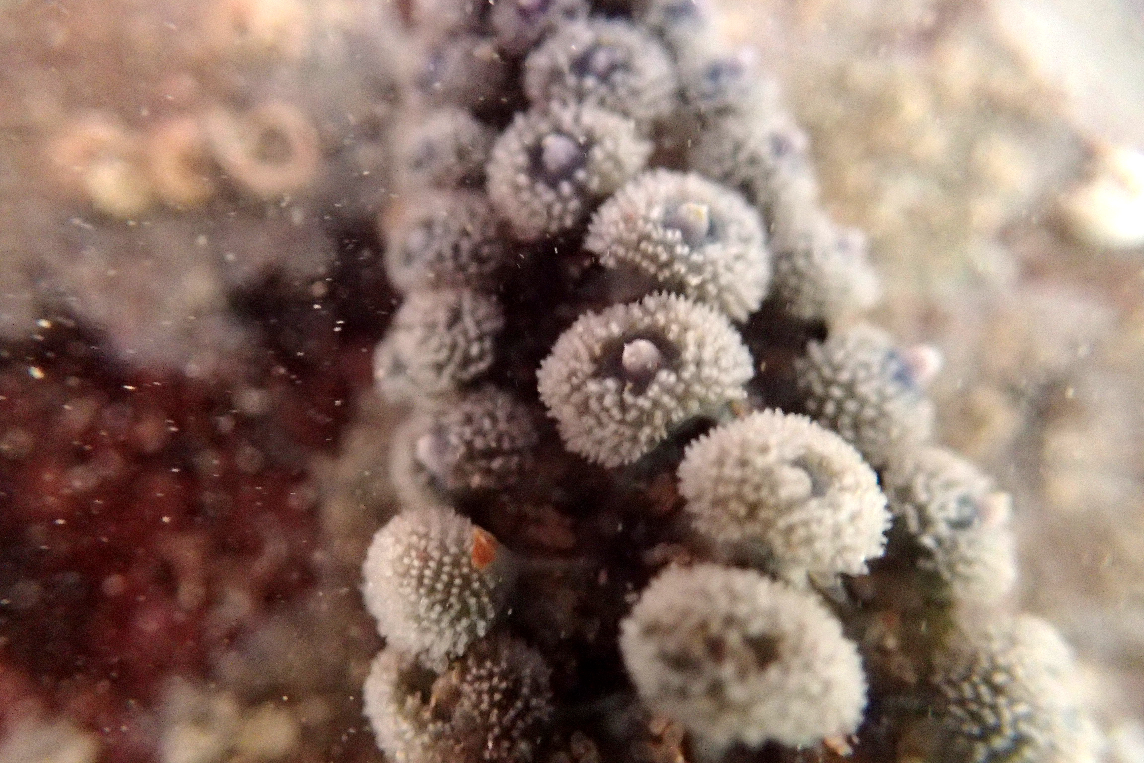 Close-up of a spiny starfish arm, Wembury, Devon