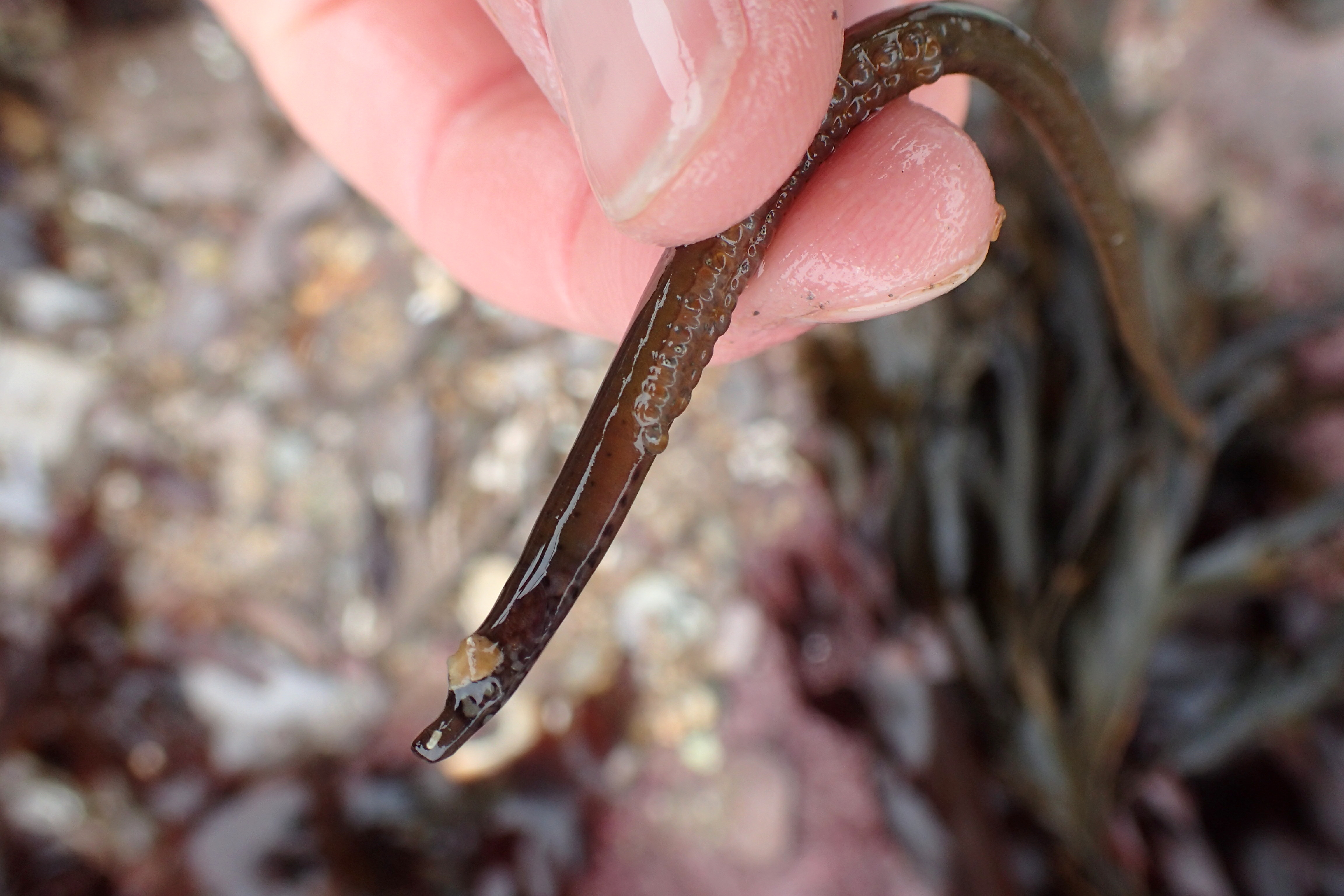 Male pipefish with eggs wearing a limpet-shell hat at Wembury, Devon