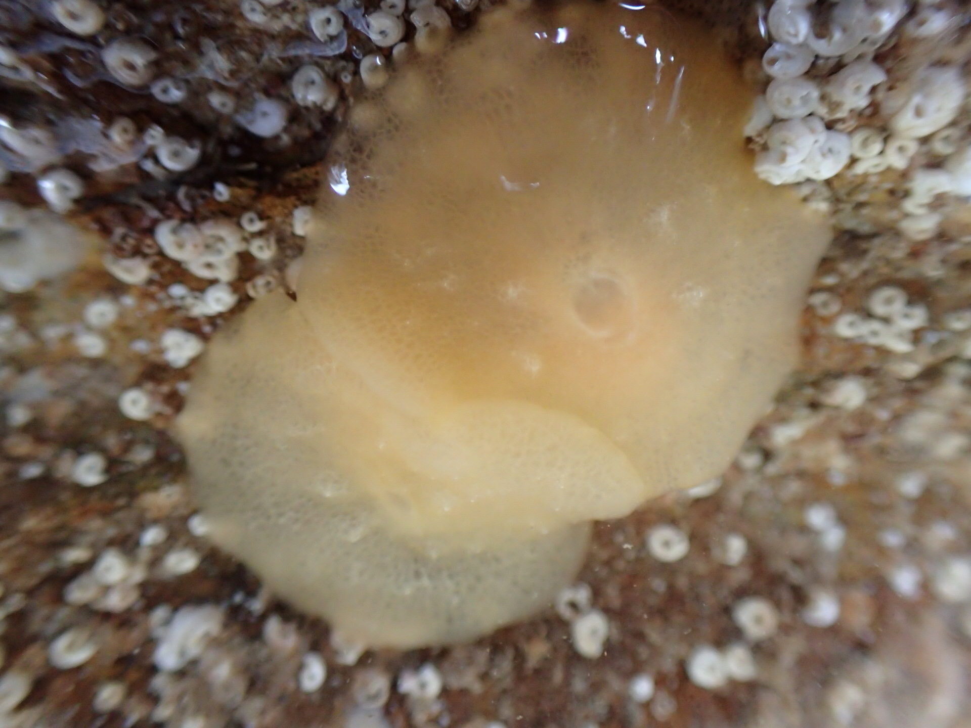A pair of Berthella plumula sea slugs