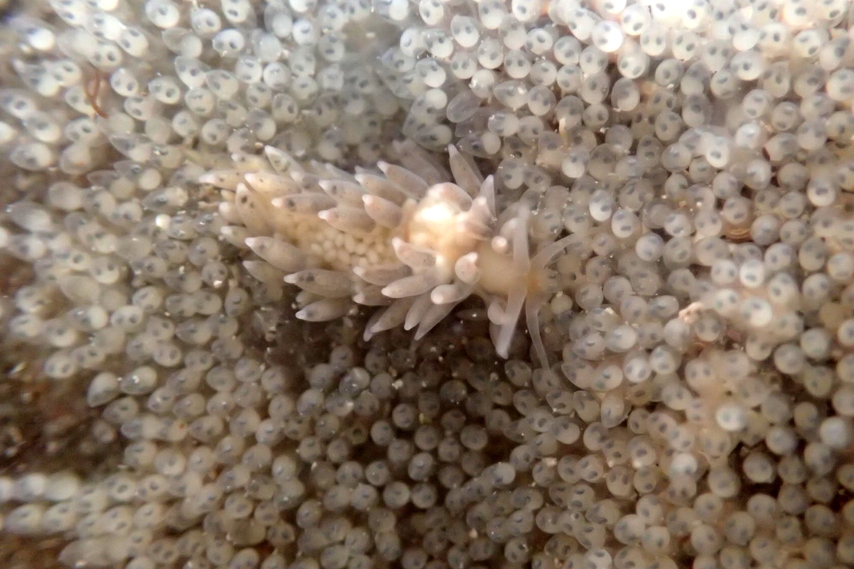 Calma gobioophaga - the cerrata (tentacles) on its back blend perfectly with the goby eggs. Only the pale circles on its back (gonads) stand out.