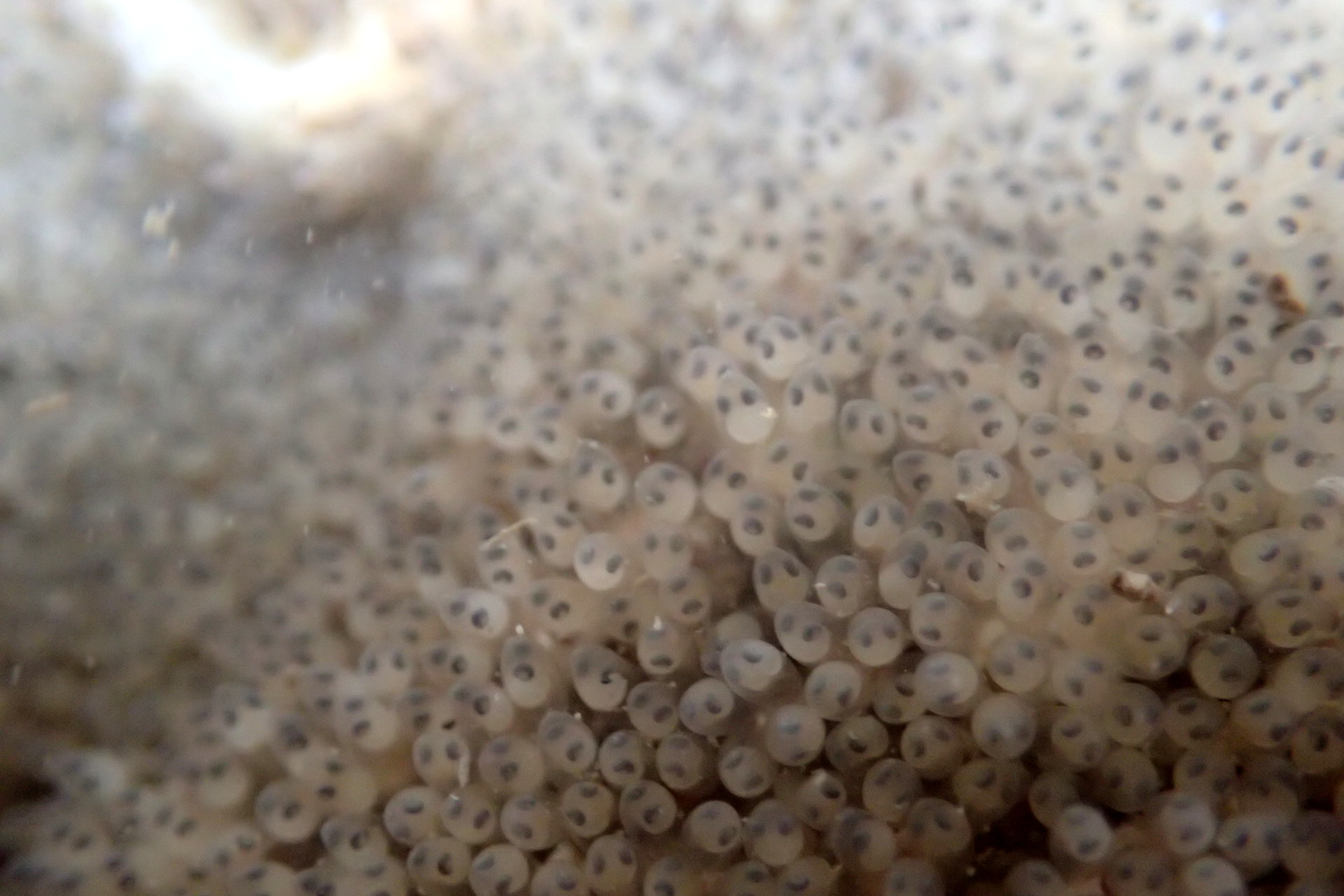 It takes me a long time to decide that the Calma gobioophaga sea slug (in the background here) is 'a thing'