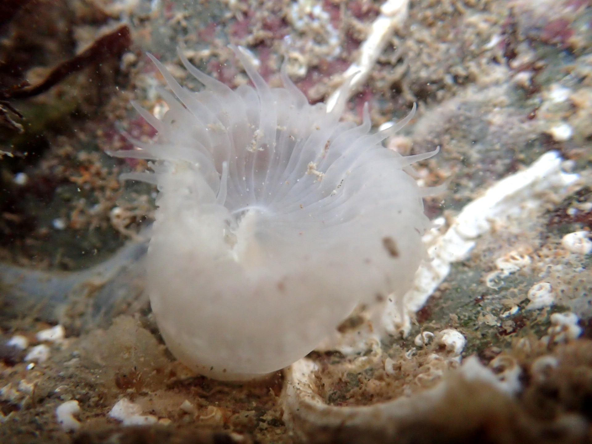 Sagartia elegans (var nivea) anemone