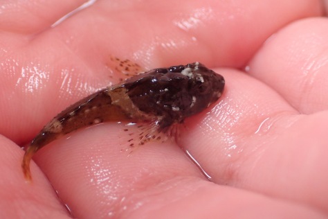 A juvenile scorpion fish.