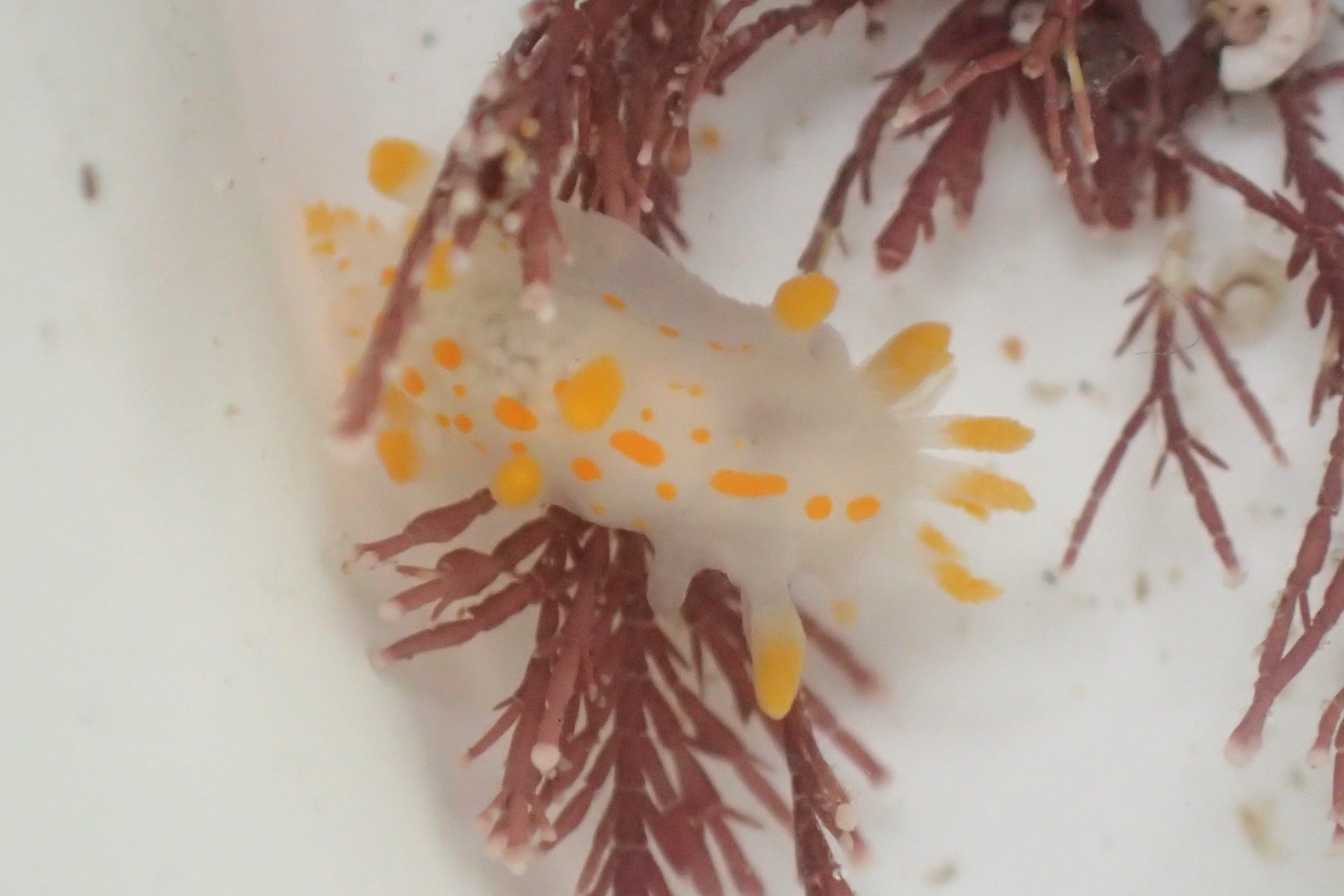 Limacia clavigera - the yellow-clubbed sea slug