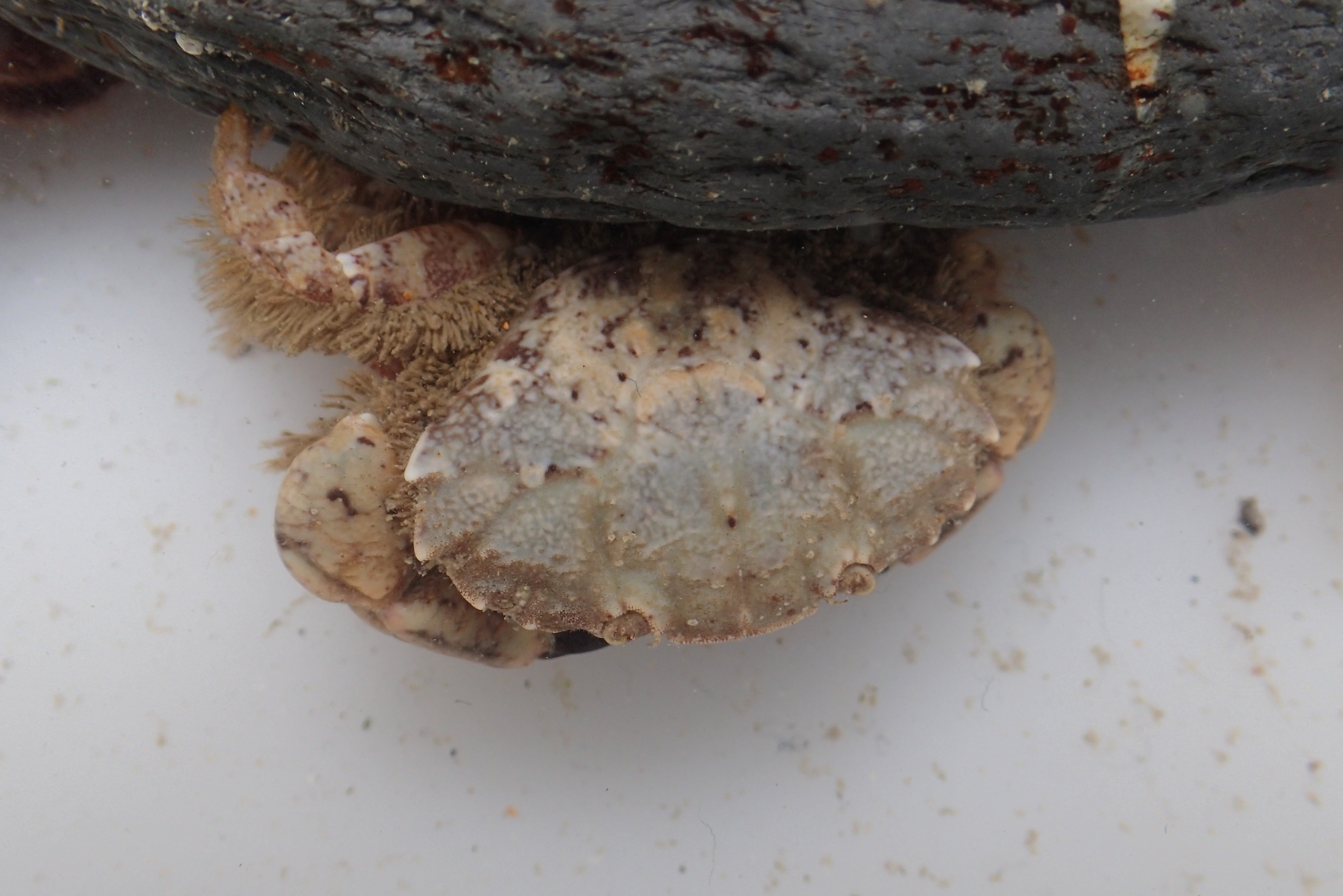A Xantho pilipes crab. These crabs have hairy back legs and vary a lot in colour. They often curl up like pebbles when you pick them up.