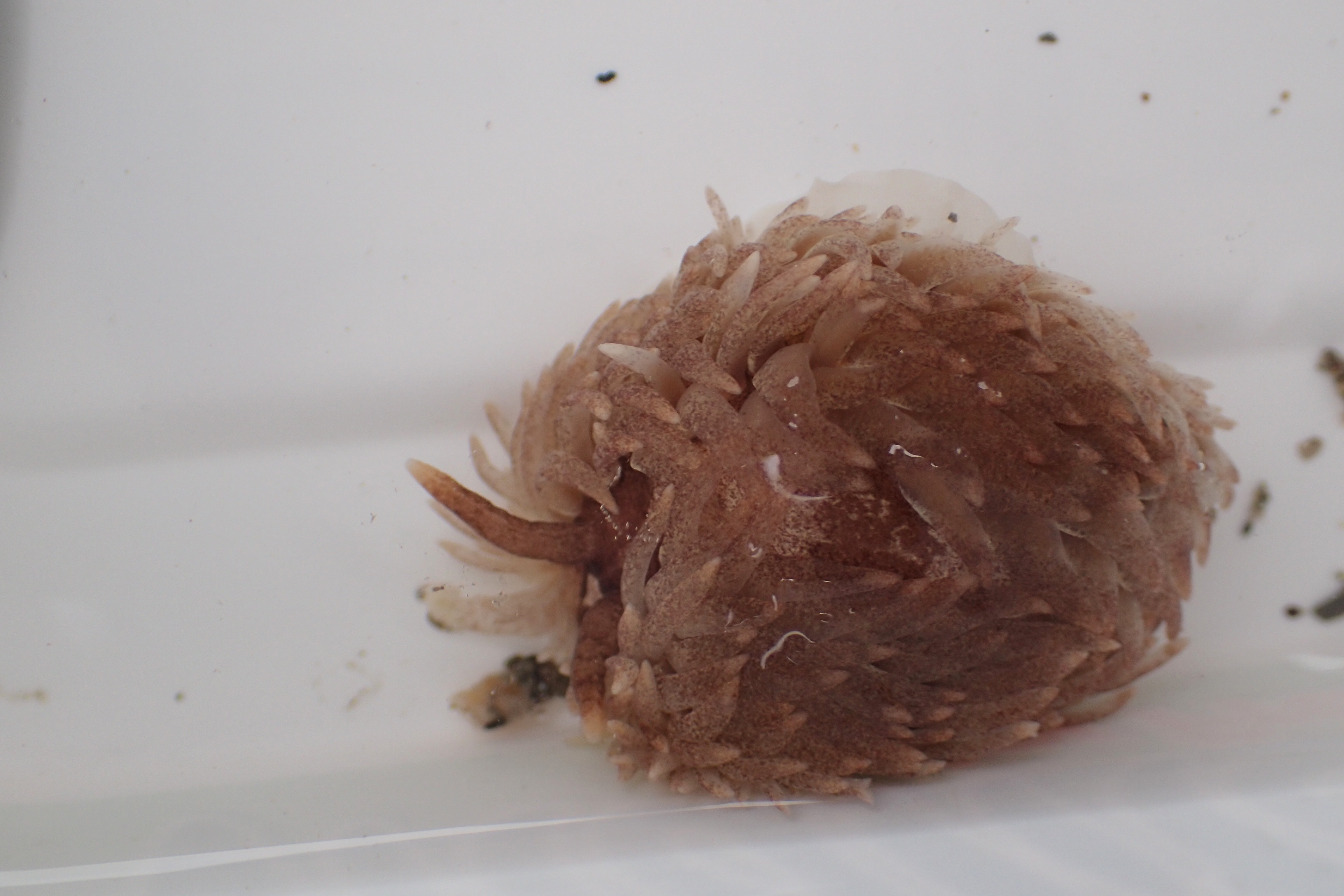 Junior's 'Sheep slug' - Aeolidia papillosa - looking very fluffy