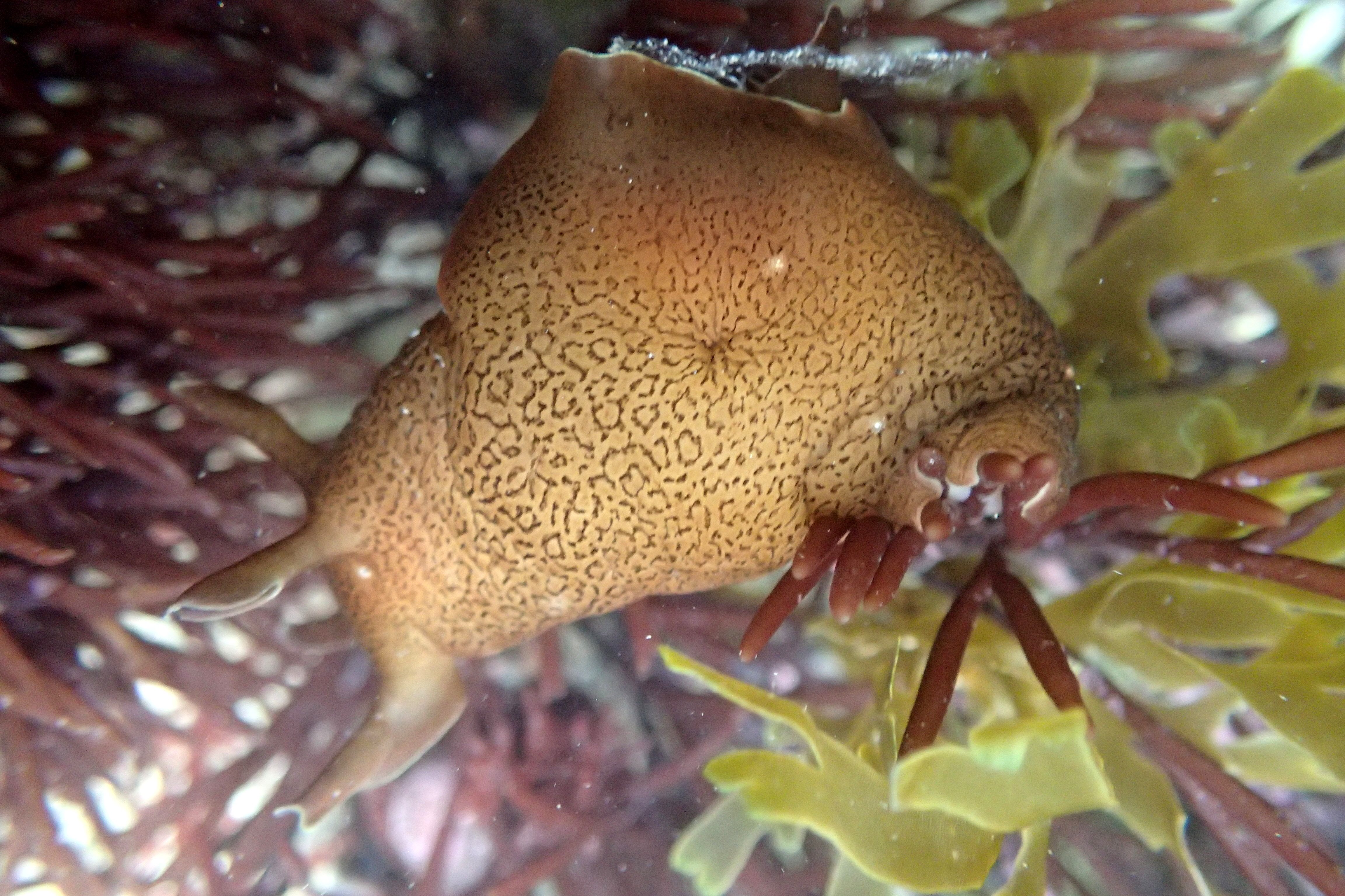 A very well-fed Aplysia puncata sea hare