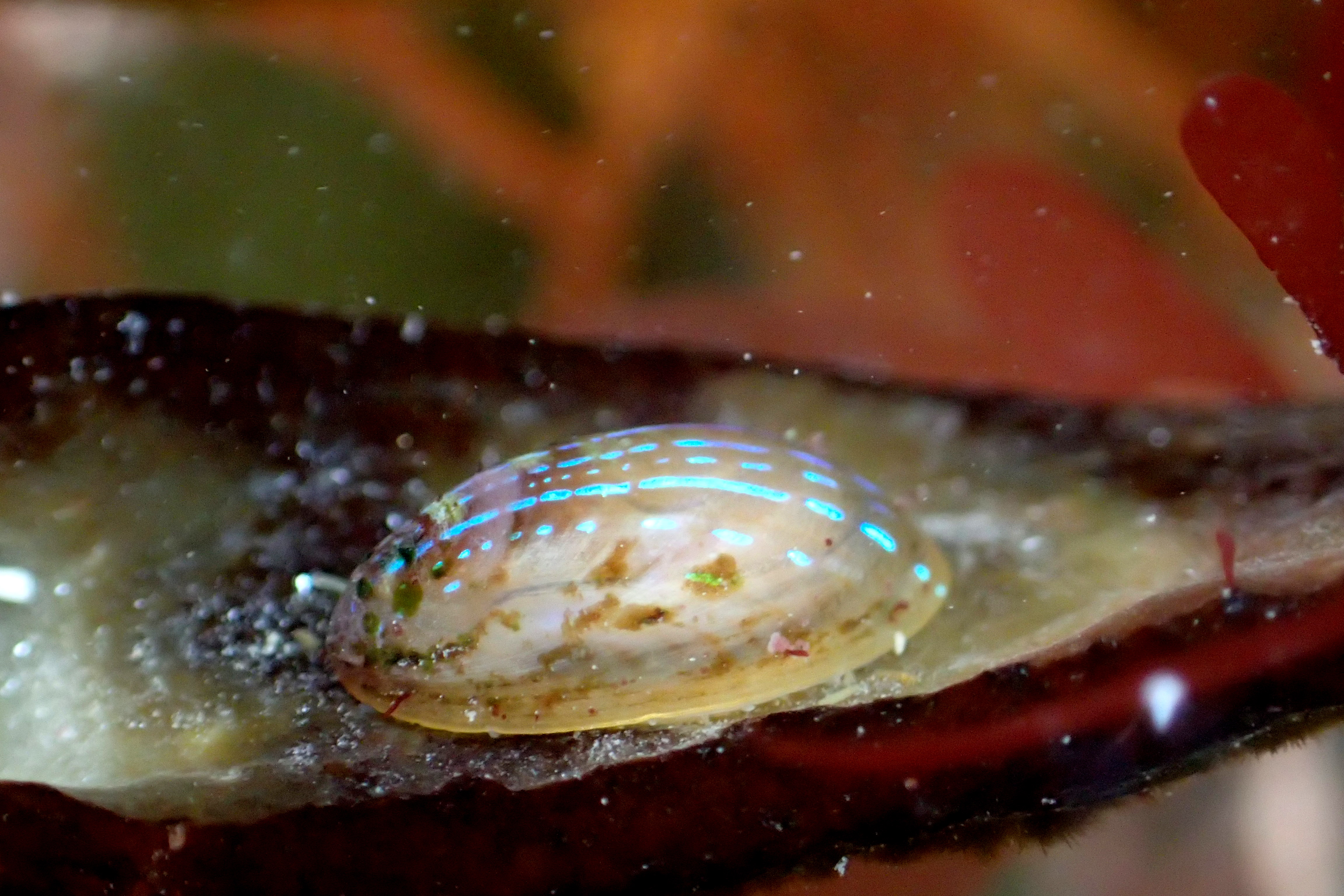 Blue-rayed limpet, Hannafore, Looe