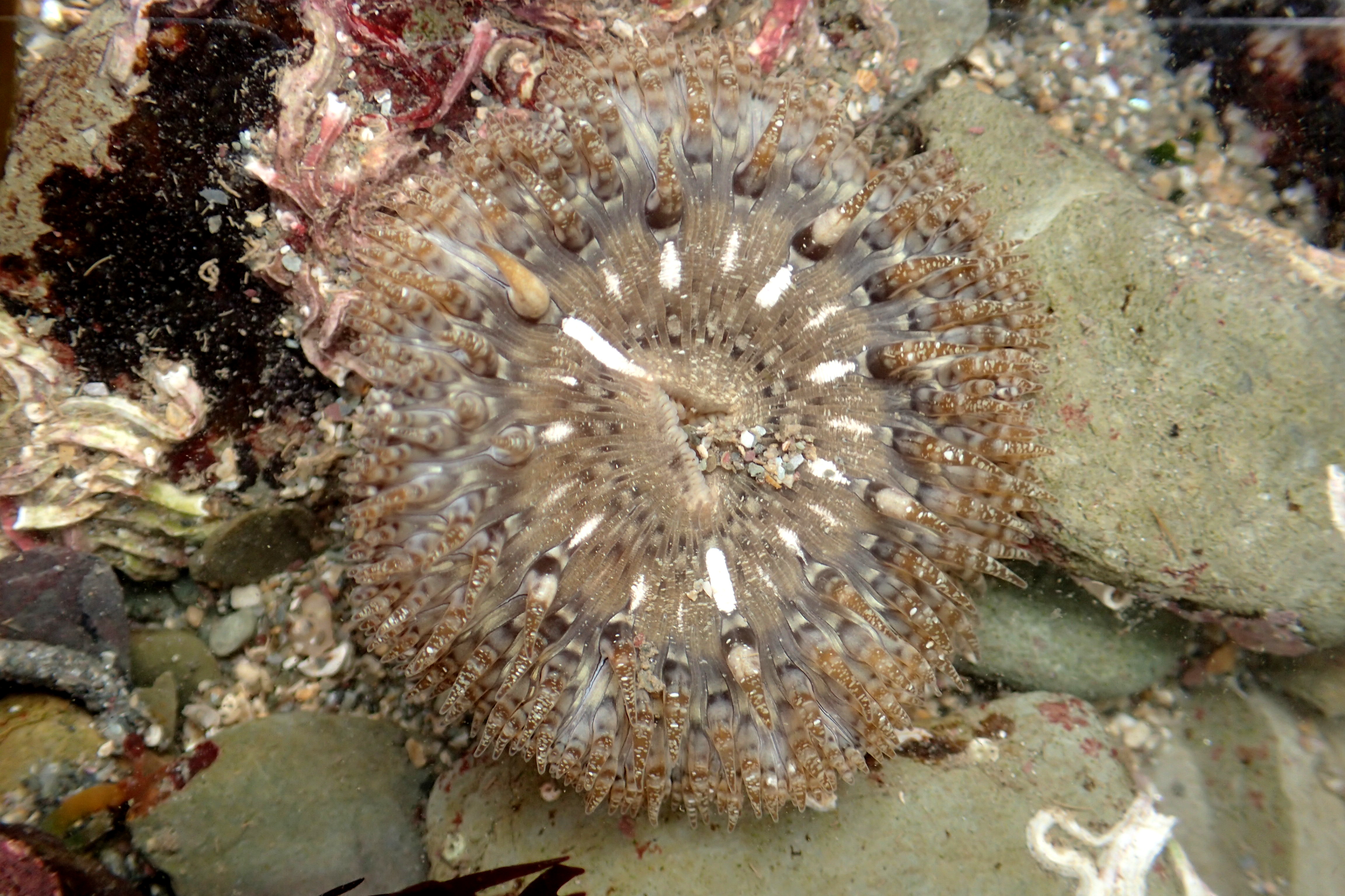 Daisy anemone, Hannafore, Looe