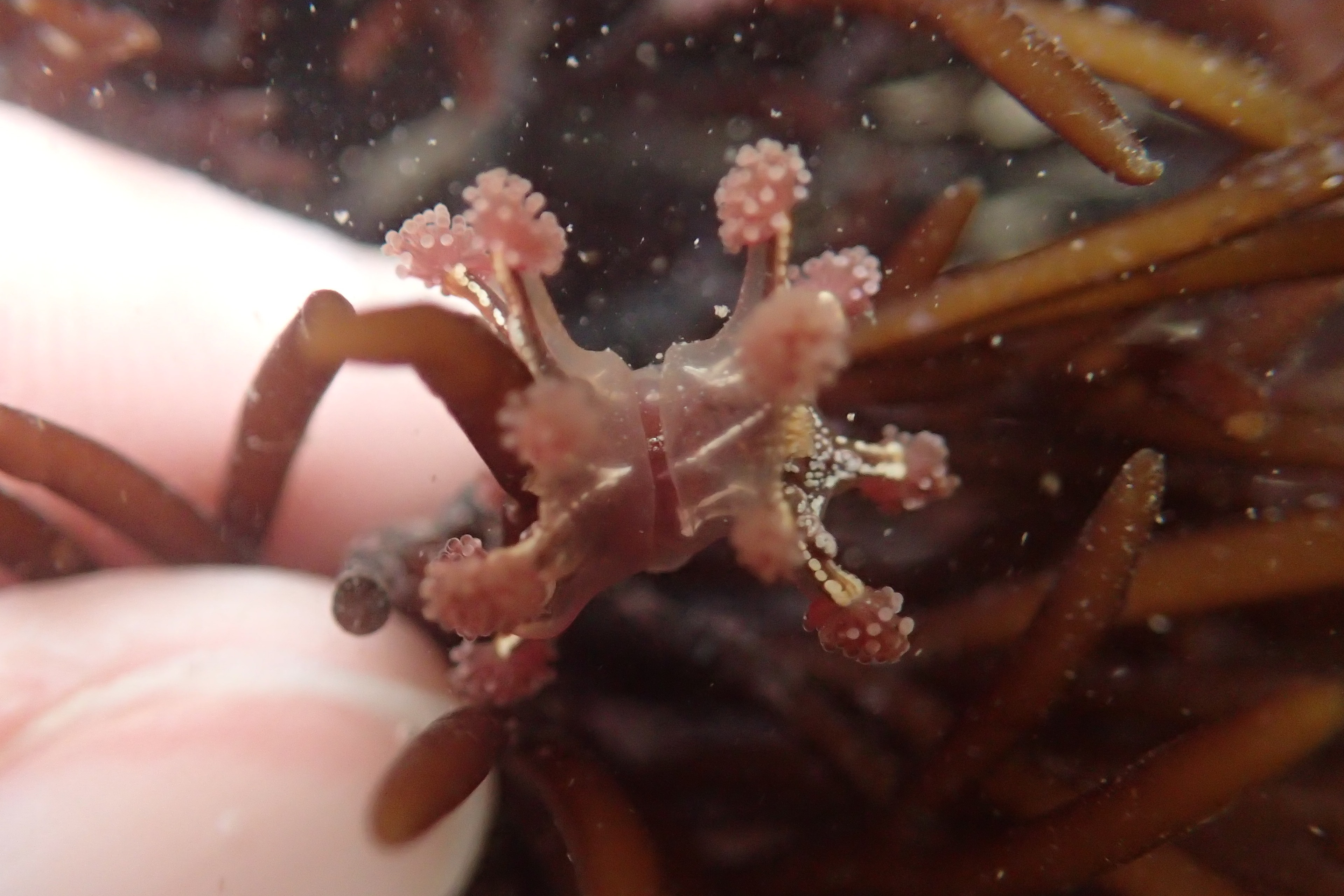 Stalked jellyfish (Calvadosia cruxmelitensis) conjoined twins.