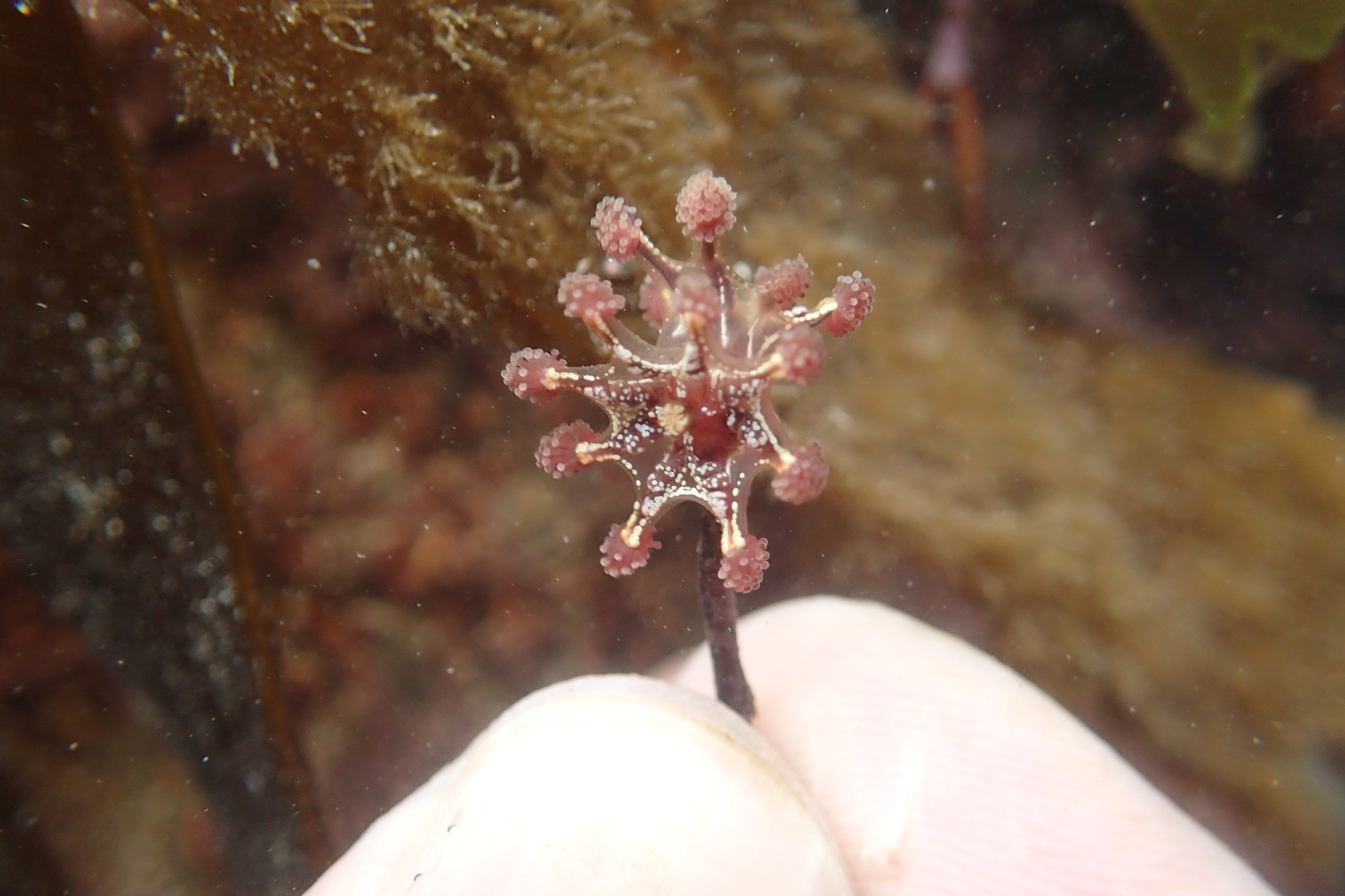 My first double-headed stalked jellyfish (Calvadosia cruxmelitensis), Looe