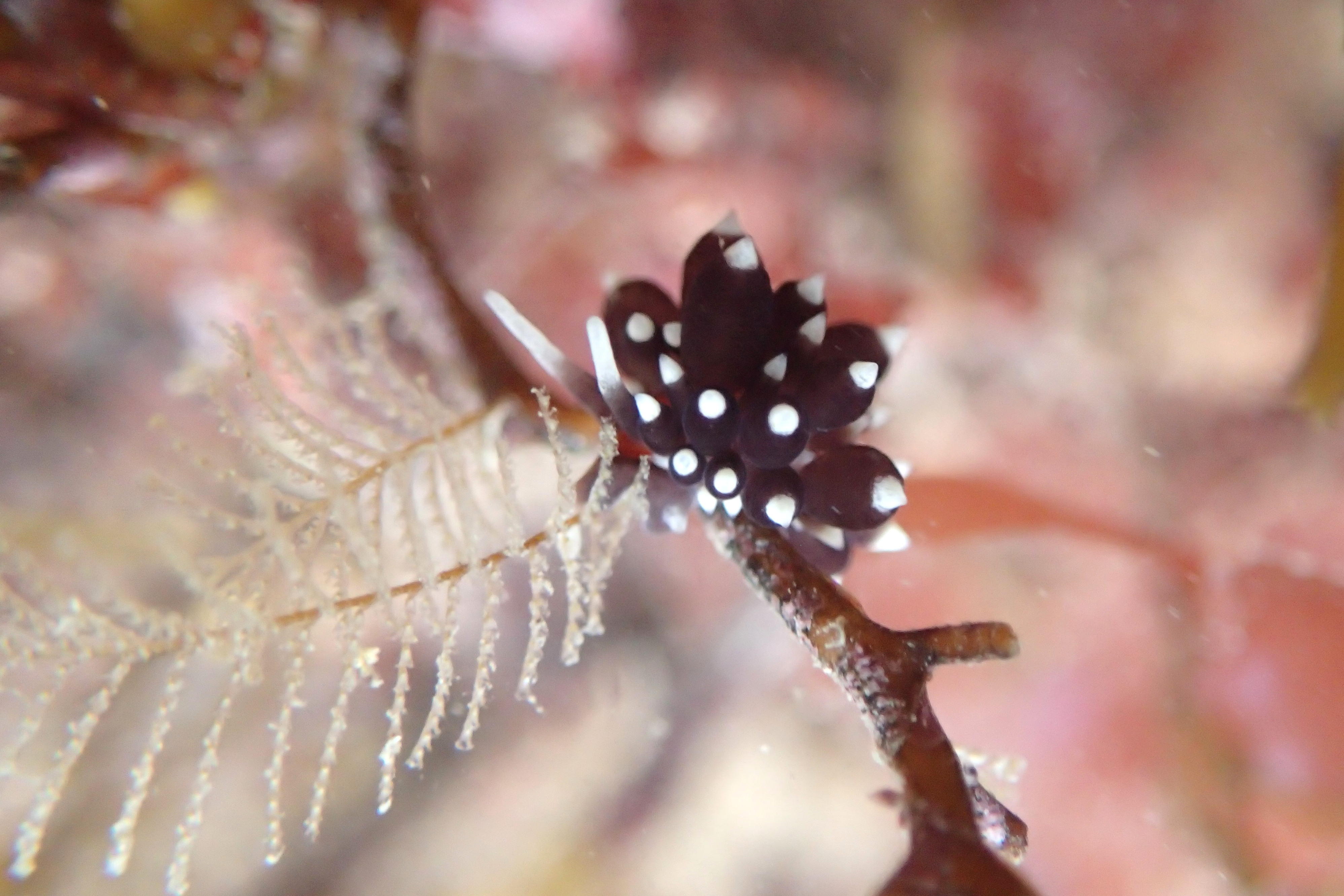 Eubranchus faranni sea slug feeding on hydroids, Looe