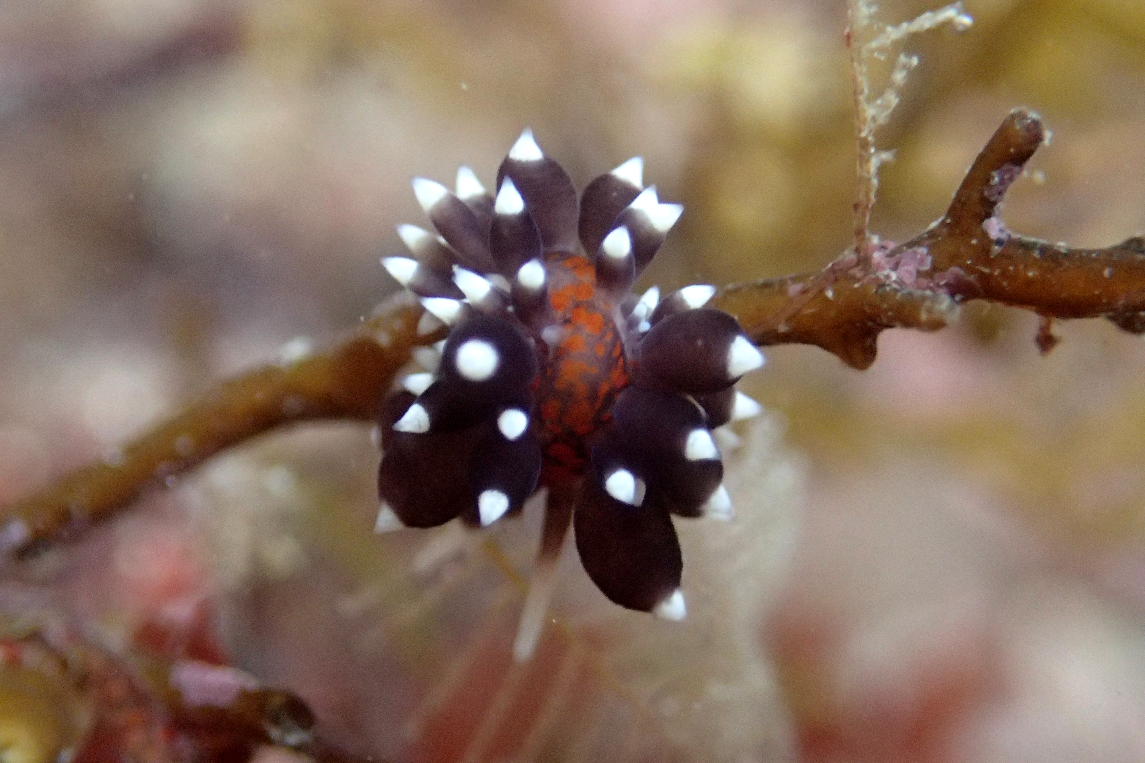 The black Eubranchus faranni sea slug showing the orange markings on its back.