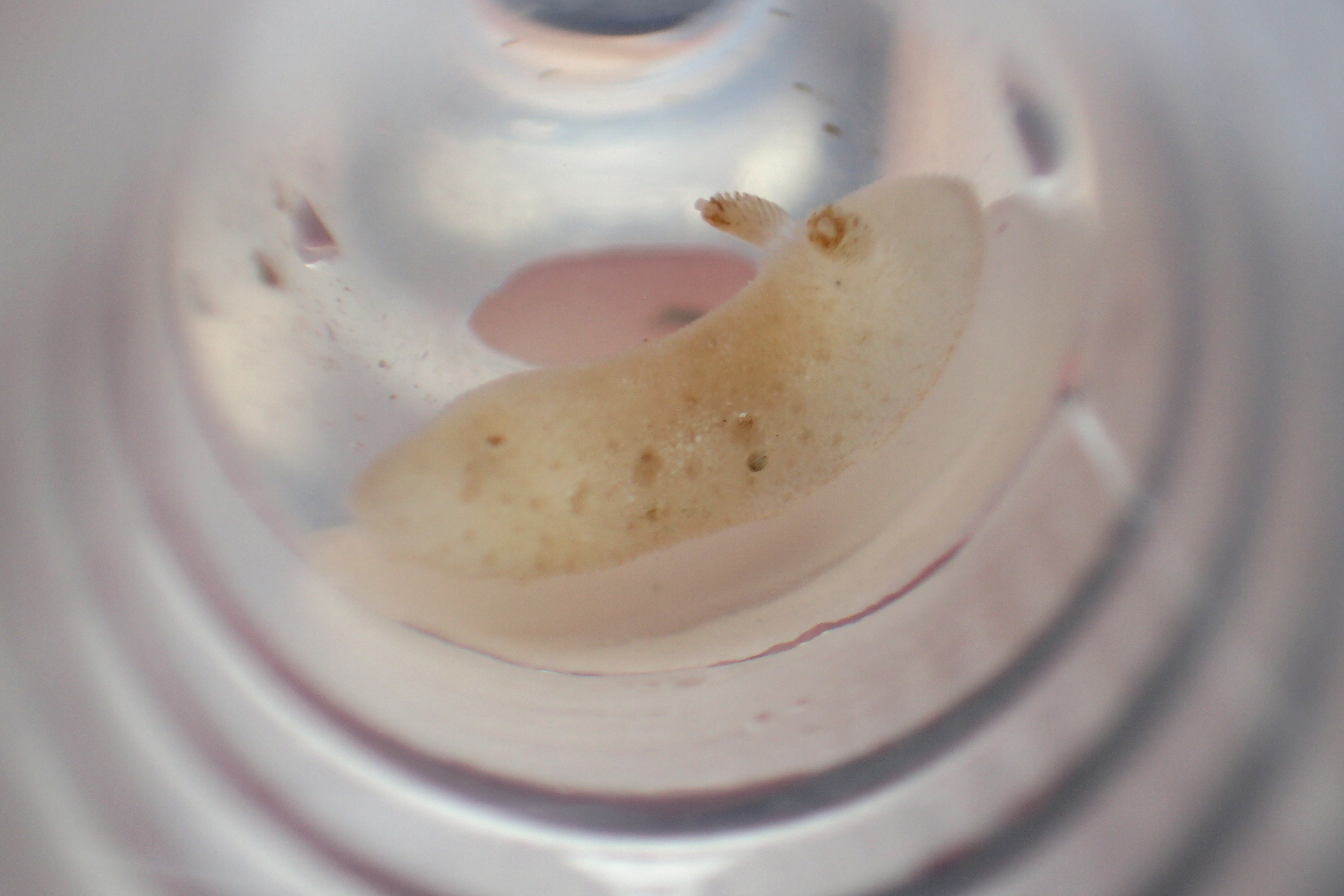 Jorunna tomentosa sea slug, Hannafore, Looe