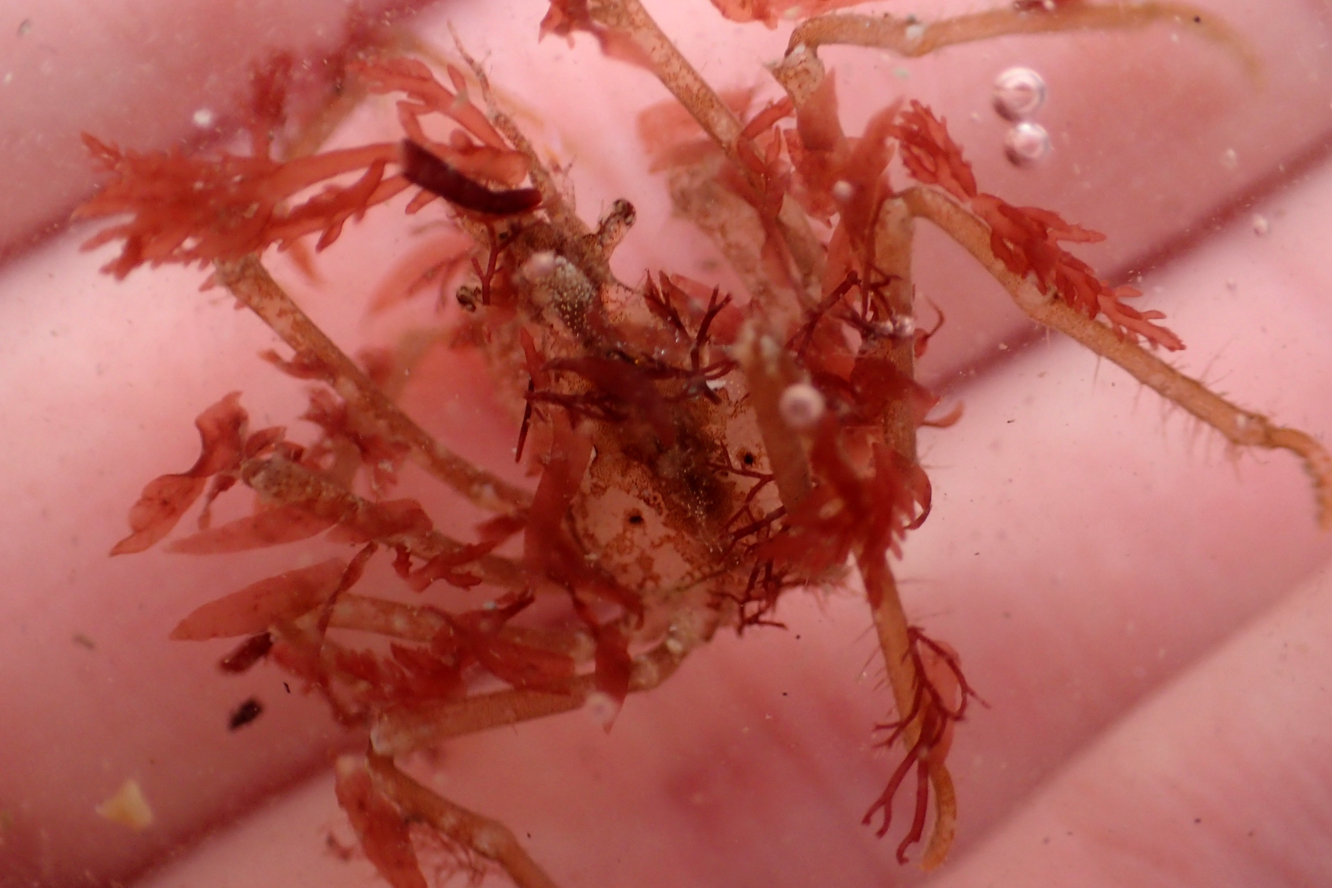 A small spider crab - there are several species in Looe including some rare ones as we found out!