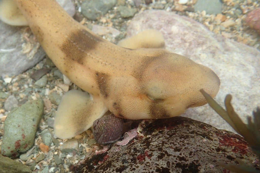 Discoveries on my Doorstep – Day Two (Hannafore,&nbsp;Looe)