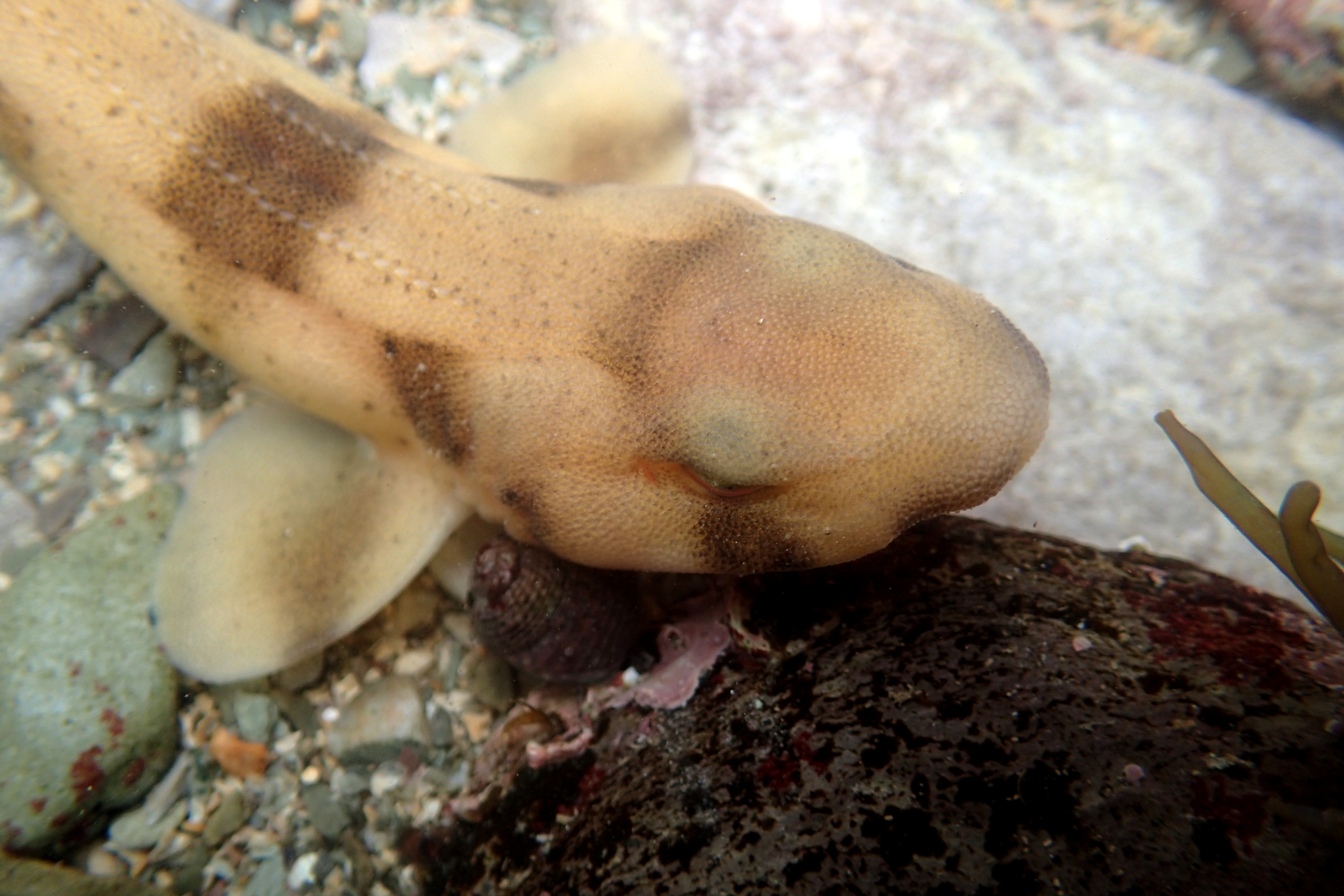 Catshark, Scyliorhinus stellaris, Hannafore, Looe.