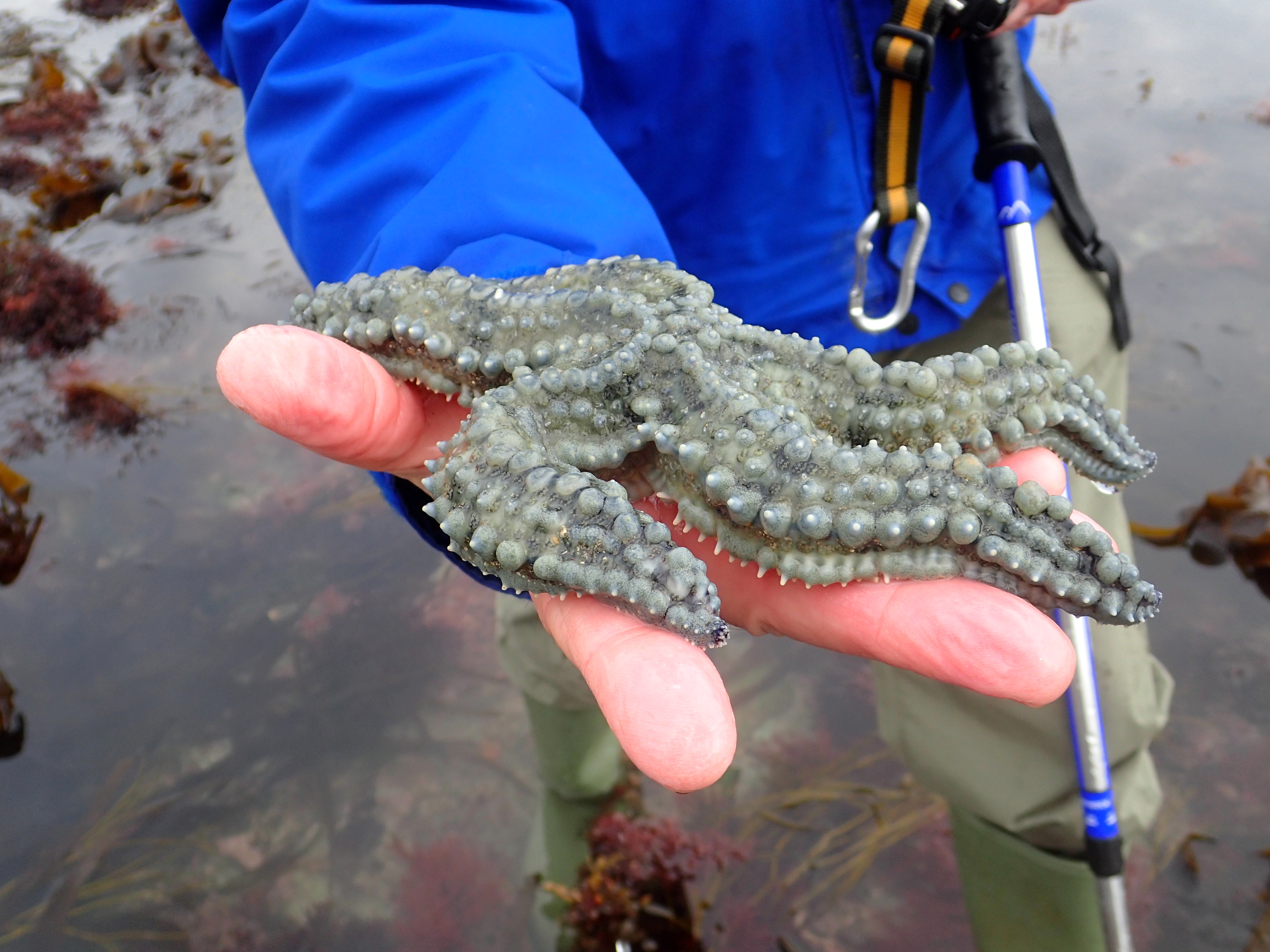 Martin holds a spiny starfish, Hannafore, Looe