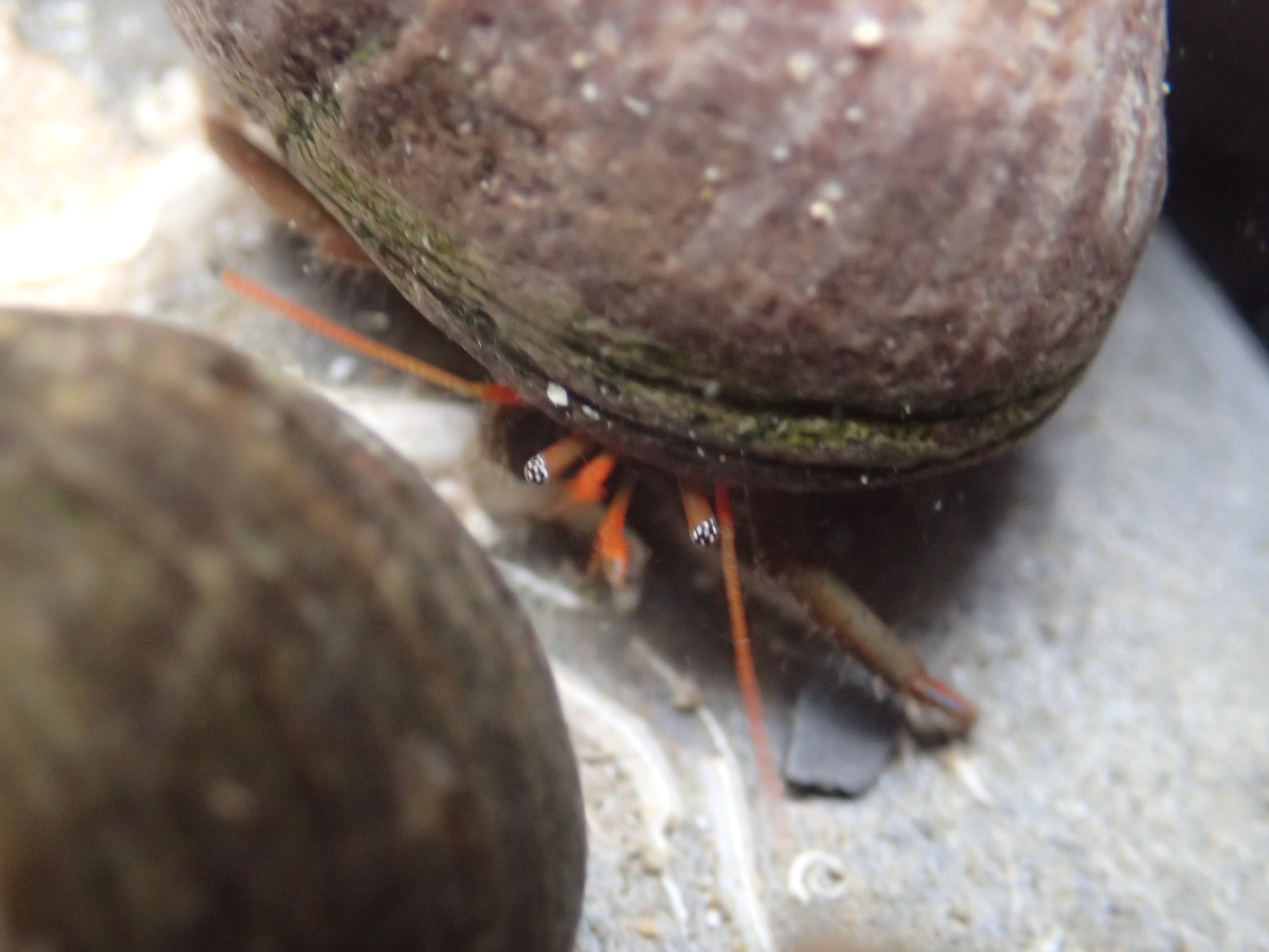 St Piran's hermit crab at Porth Mear