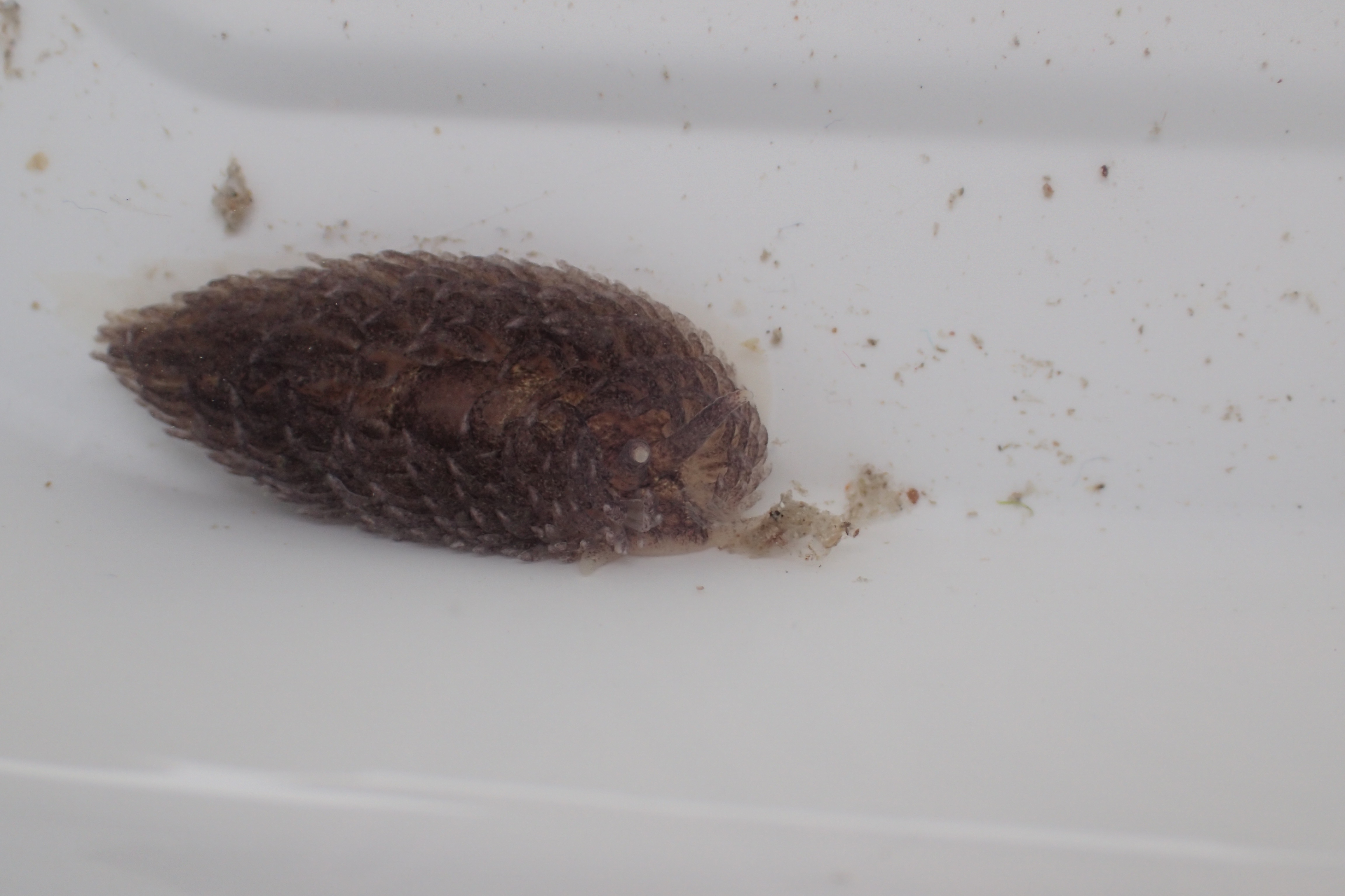 This Great grey sea slug (Aeolidia papillosa) has been eating an anemone and turned brown