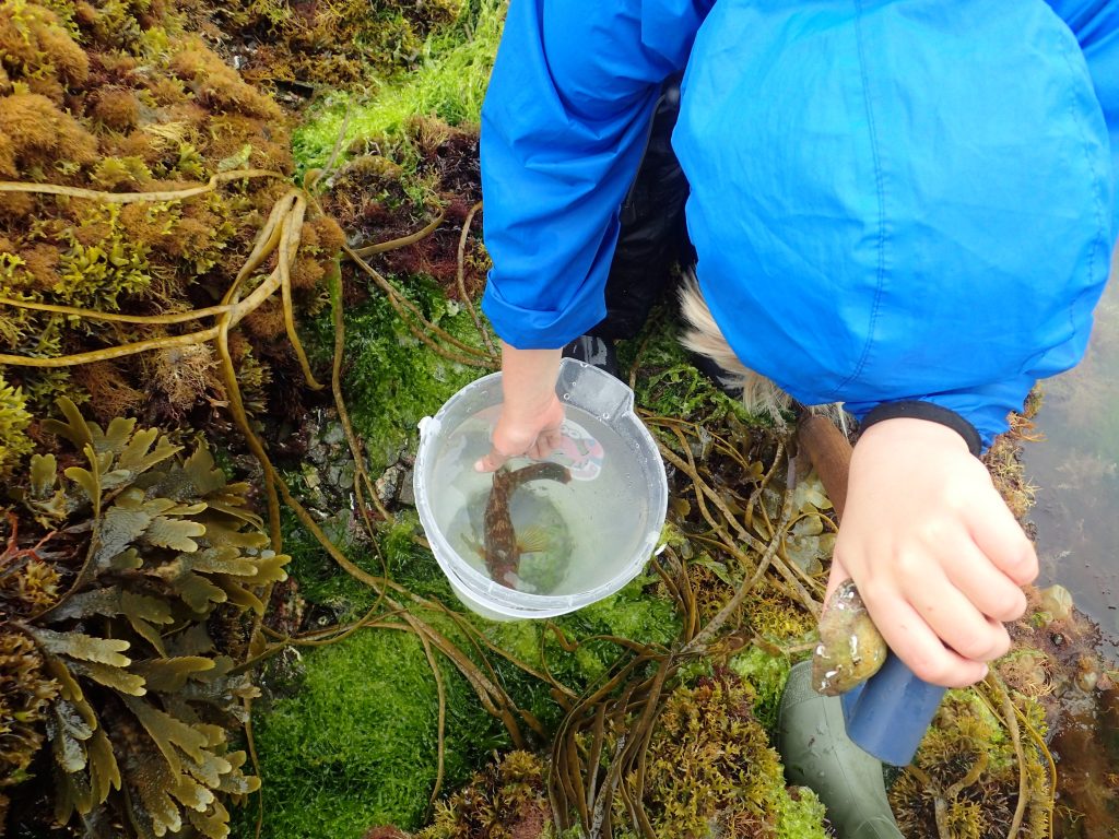 Junior getting to know our wrasse-friend