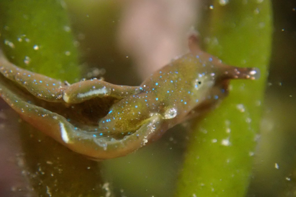 Elysia viridis showng the green colours and turquoise spots of the chromatophores it stores