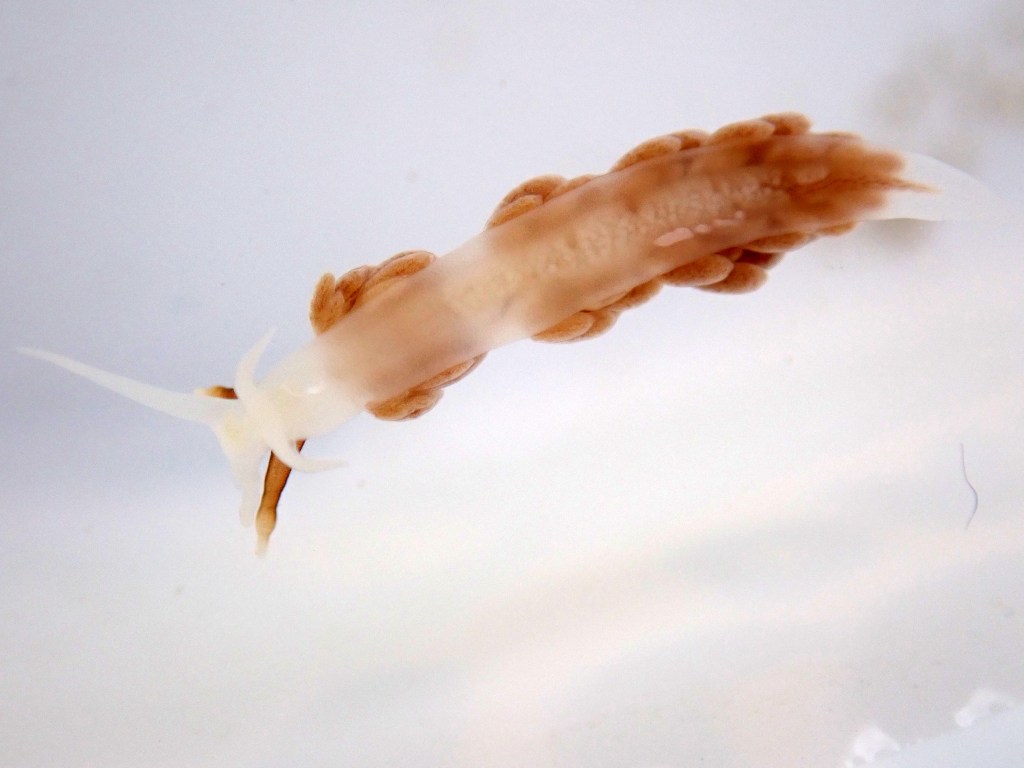 Favorinus branchialis swimming upside down because it can