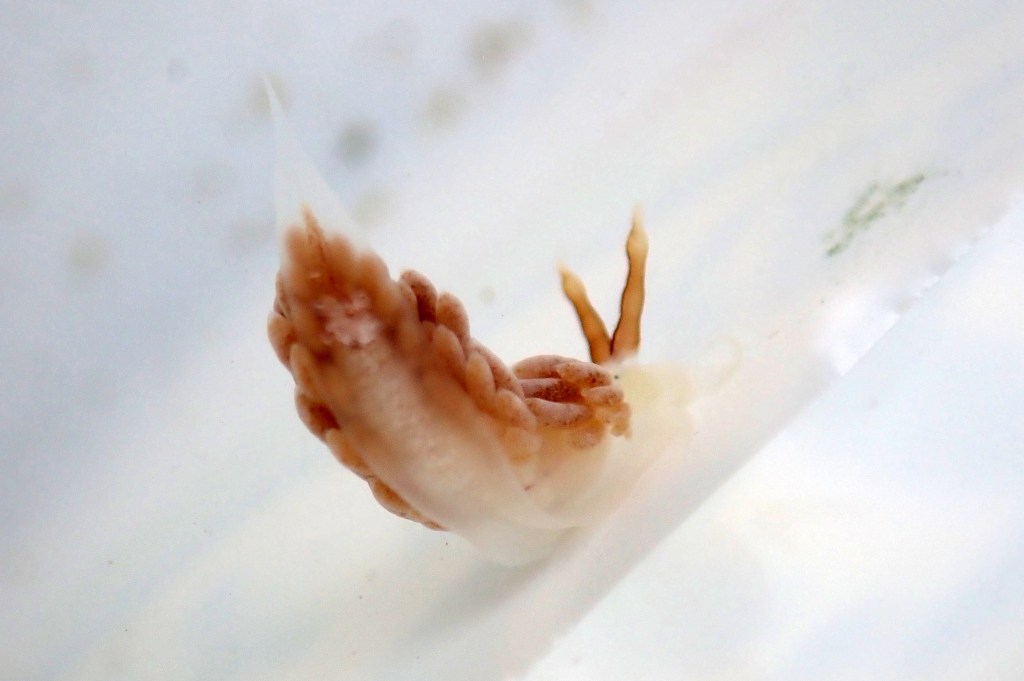 A charming view of a Favorinus branchialis's bottom. You're welcome!