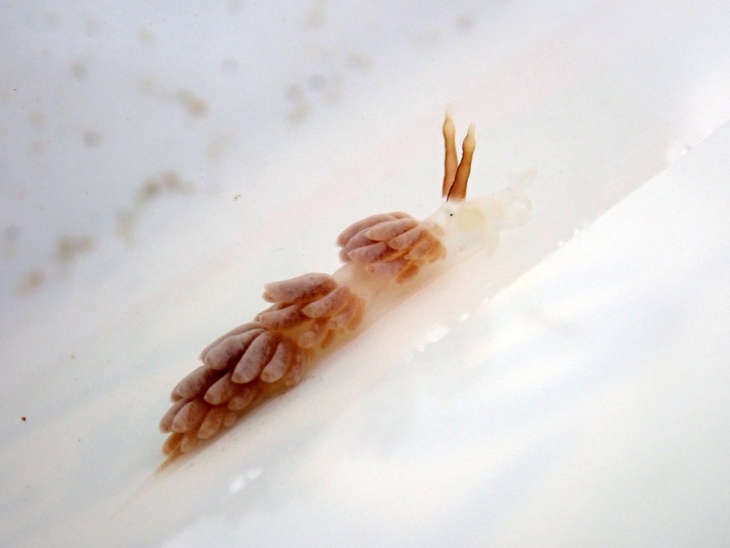 The darker of the two Favorinus branchialis sea slugs, showing the bulge in its rhinophores (the antennae on top of its head)